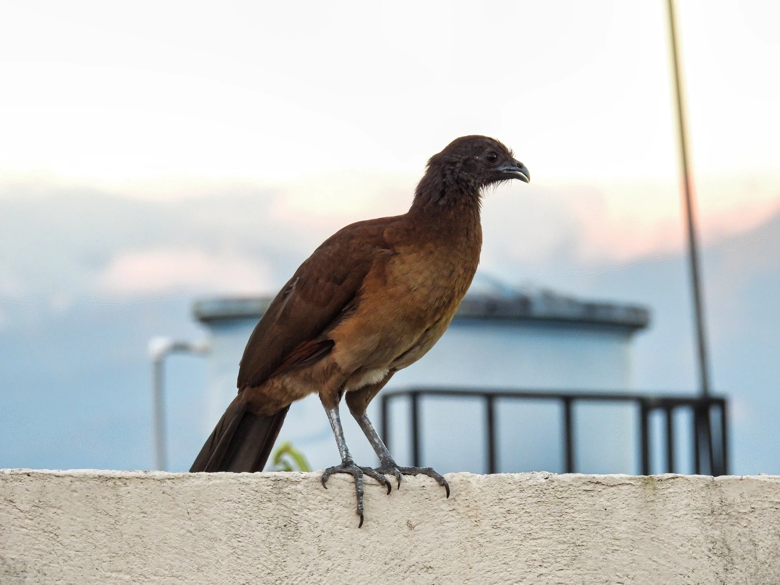Gray Headed Chachalaca - ID - CHEC3