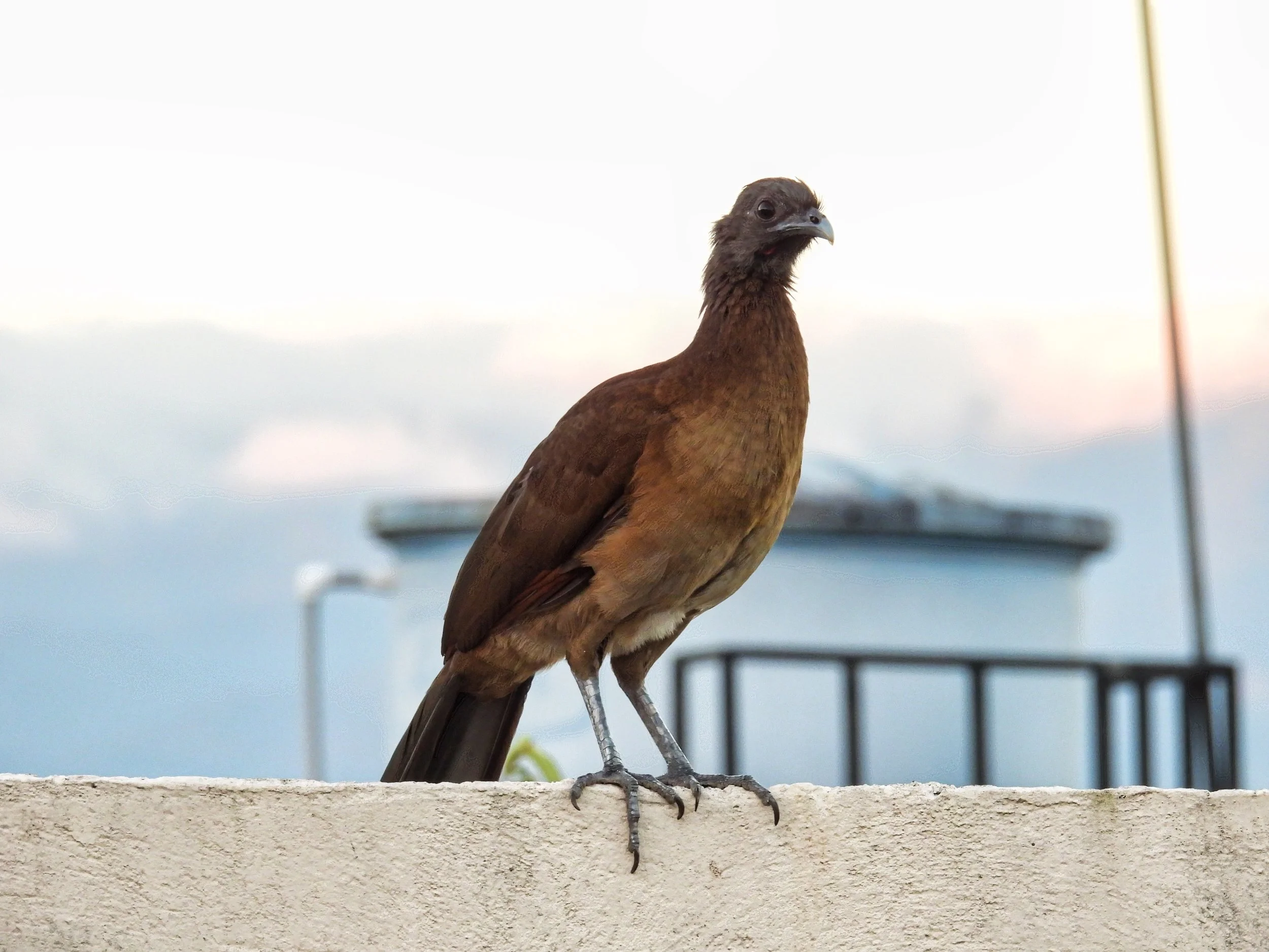 Gray Headed Chachalaca - ID - CHEC4