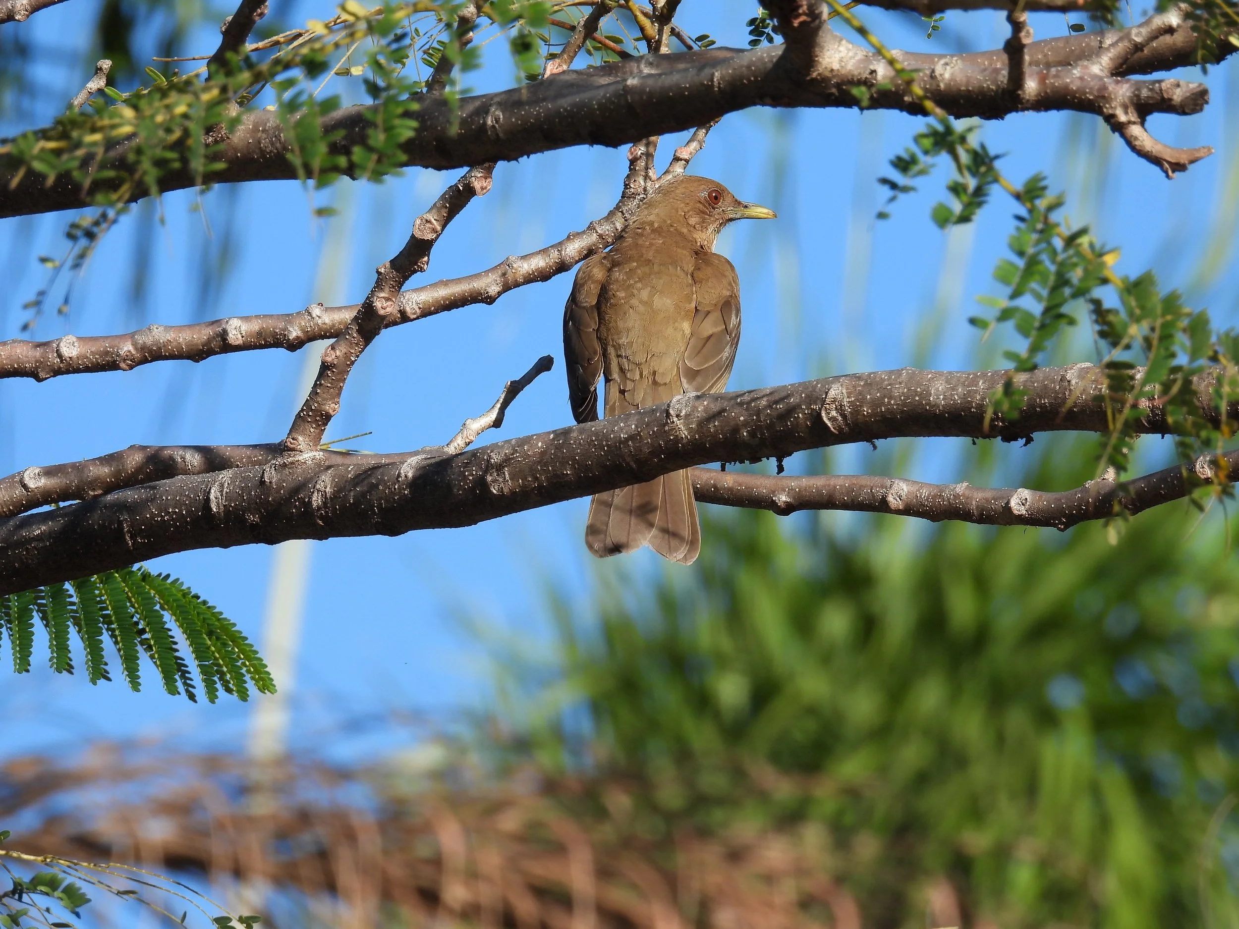 Clay-colored Thrush - ID - CCTH