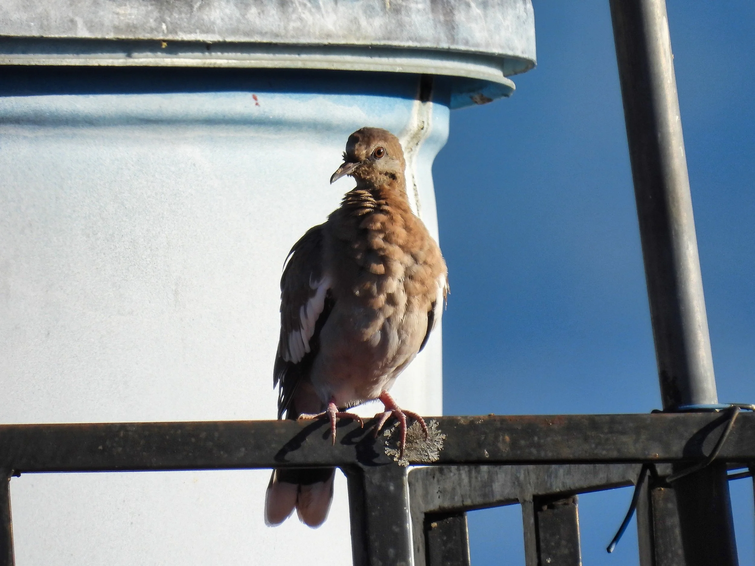 White-winged Dove - ID - WWDO2