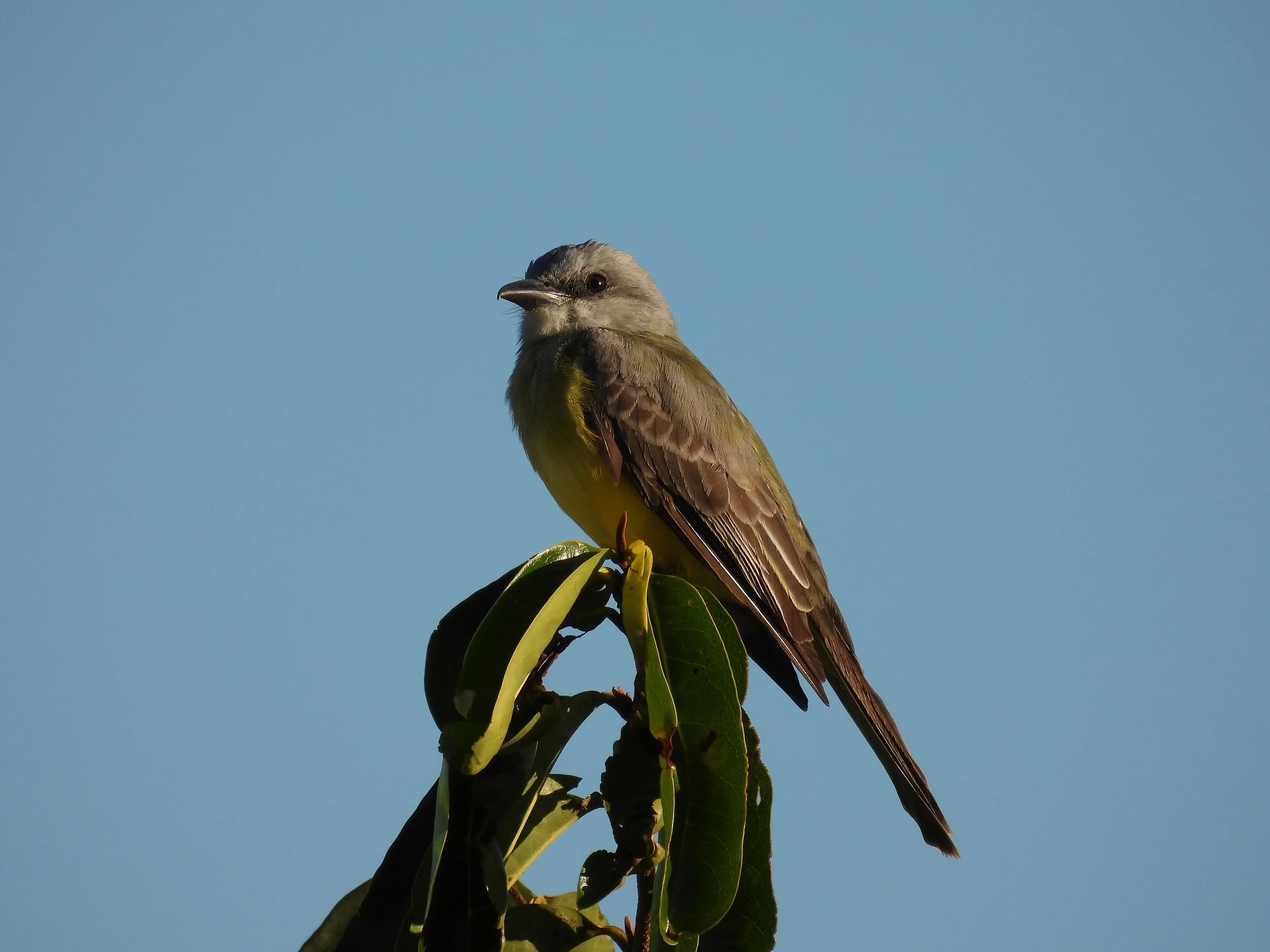 Tropical Kingbird - ID - TRKI