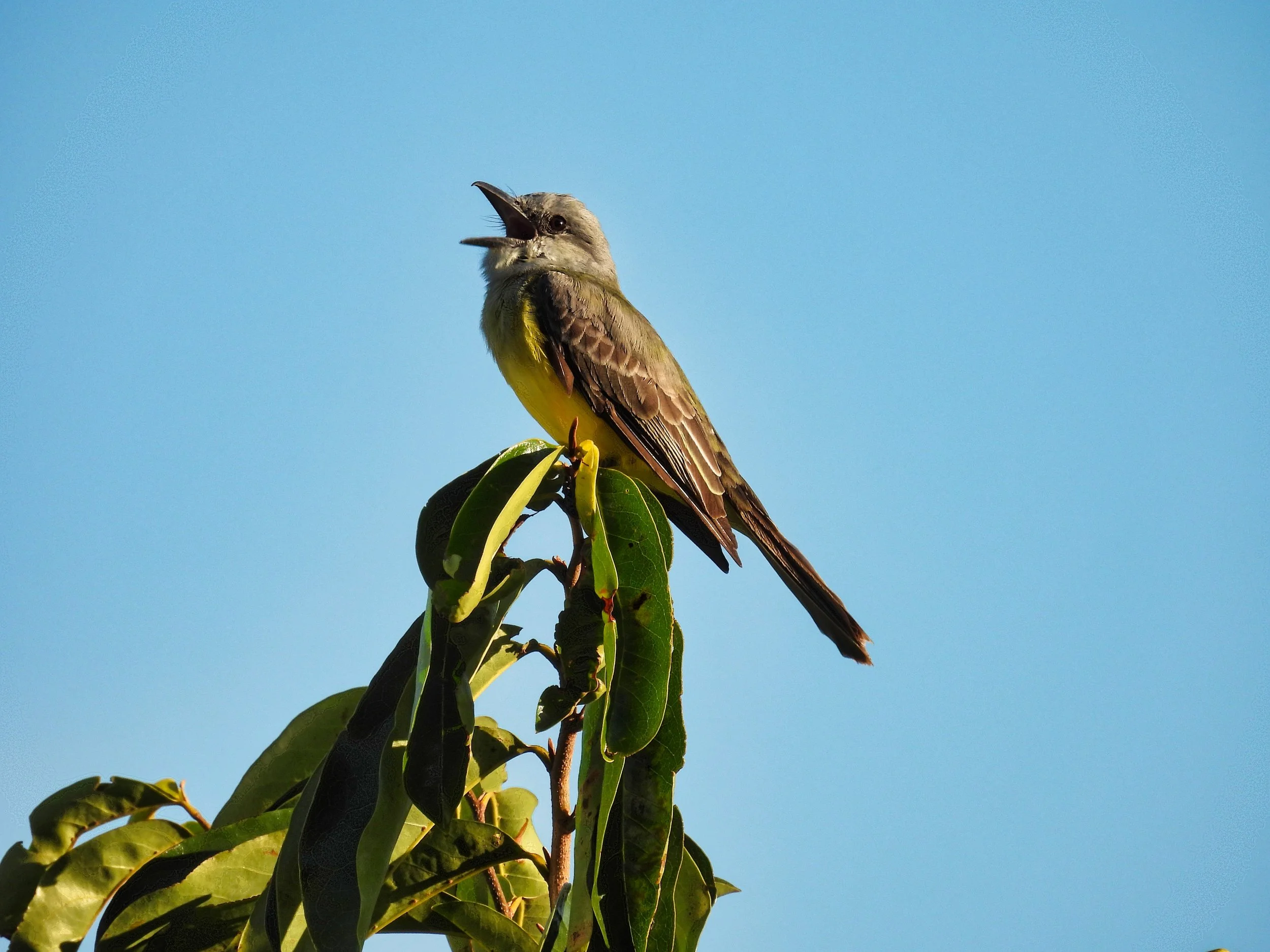 Tropical Kingbird - ID - TRKI4
