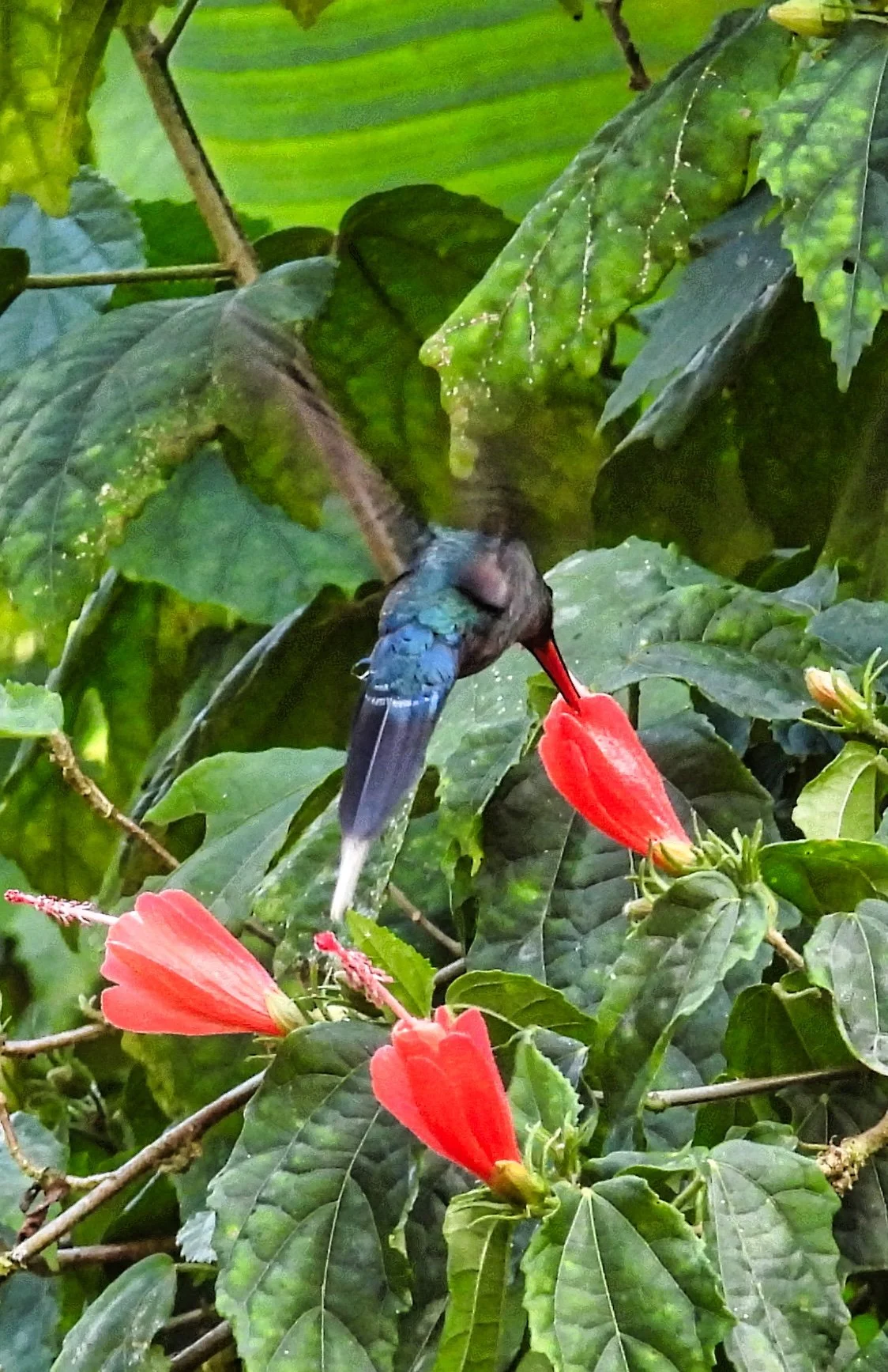 Violet Sabrewing - ID - VISA3