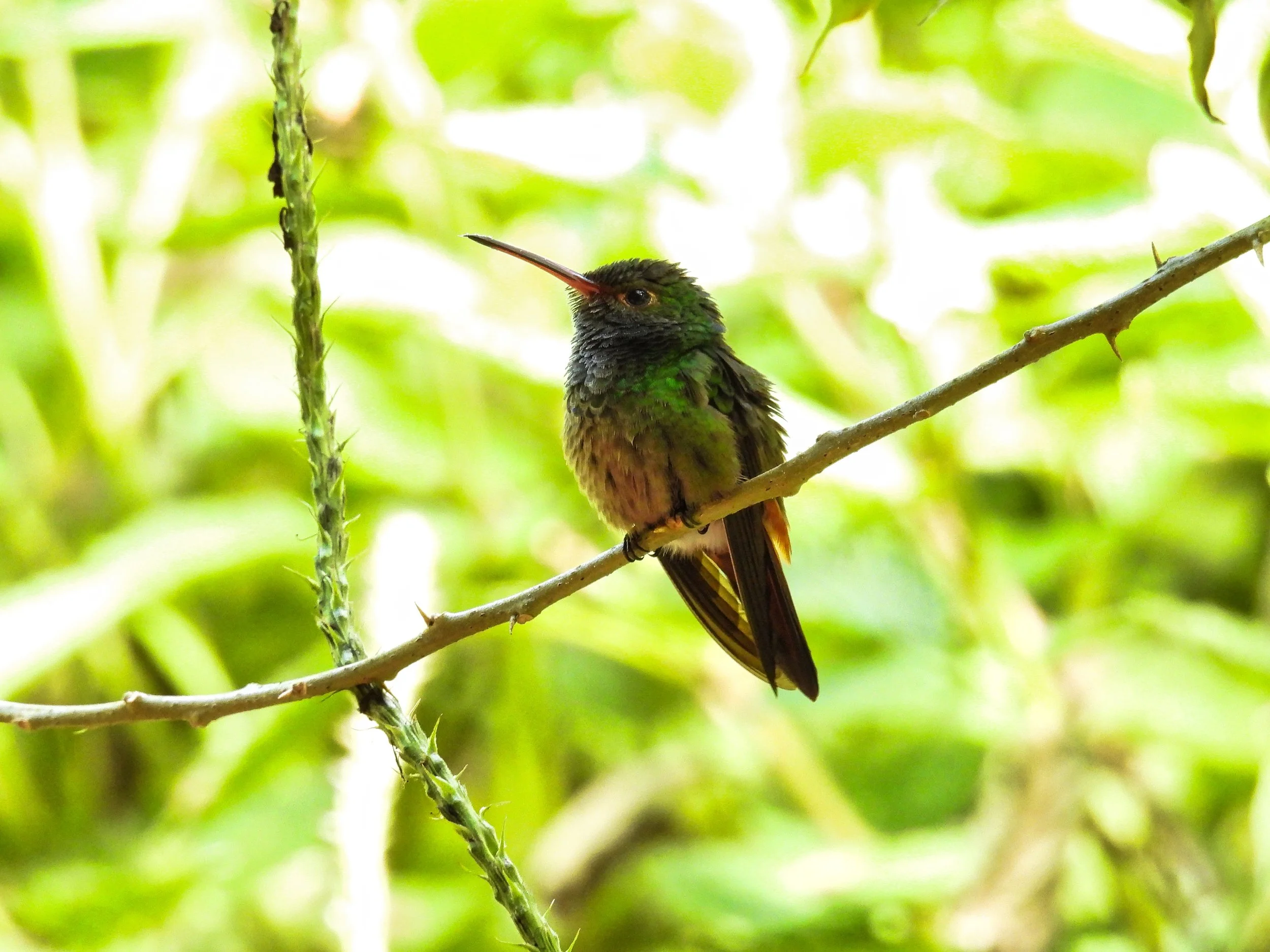 Rufous-Tailed Hummingbird - ID - RTAH4