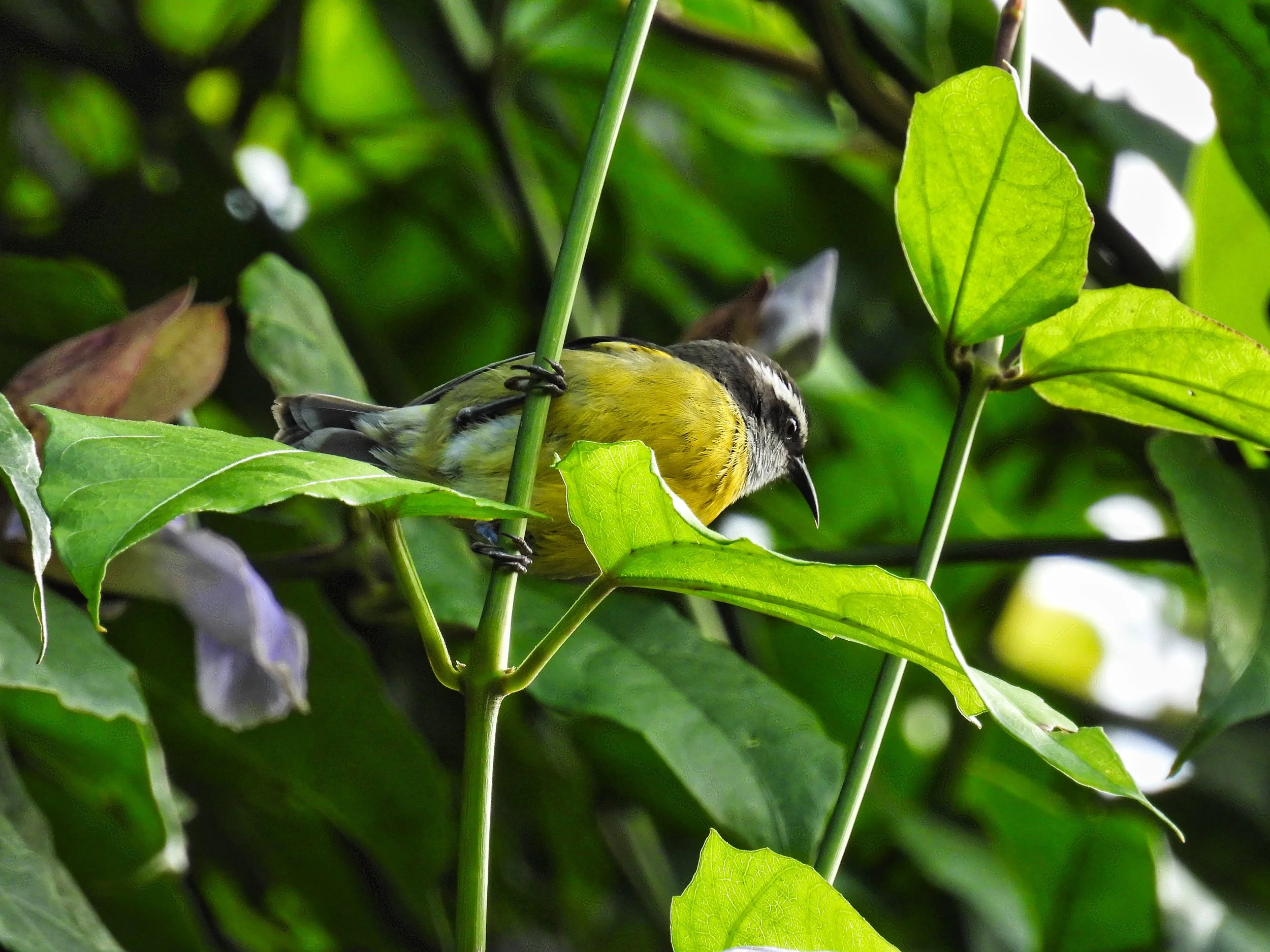 Bananaquit - ID - BANA2