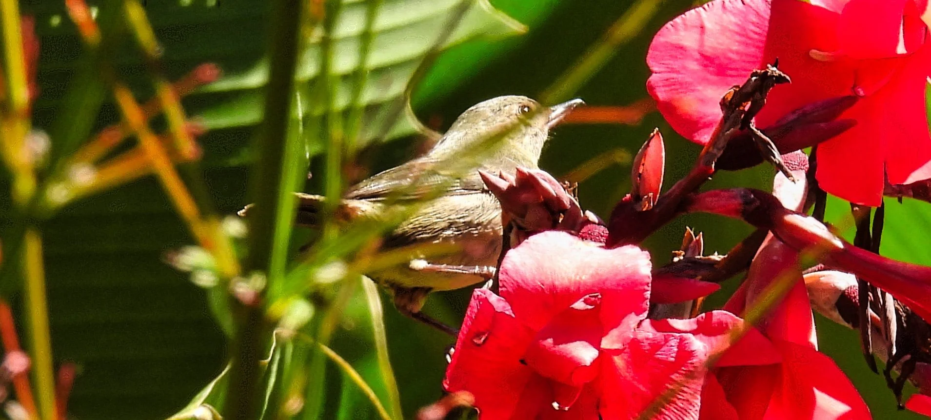 Slaty Flowerpiercer - ID - SLFL2