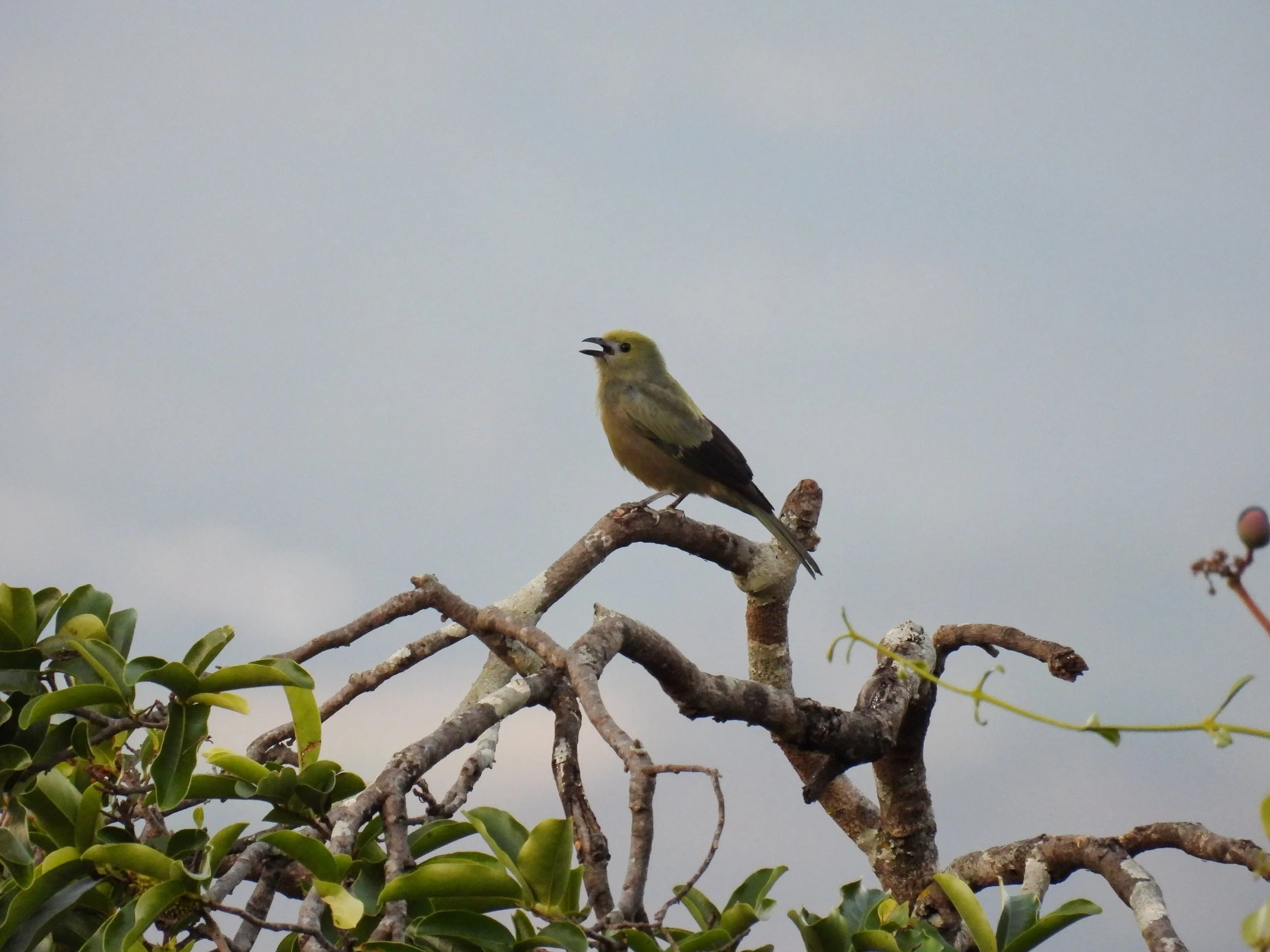 PalmTanager - ID - PALT3