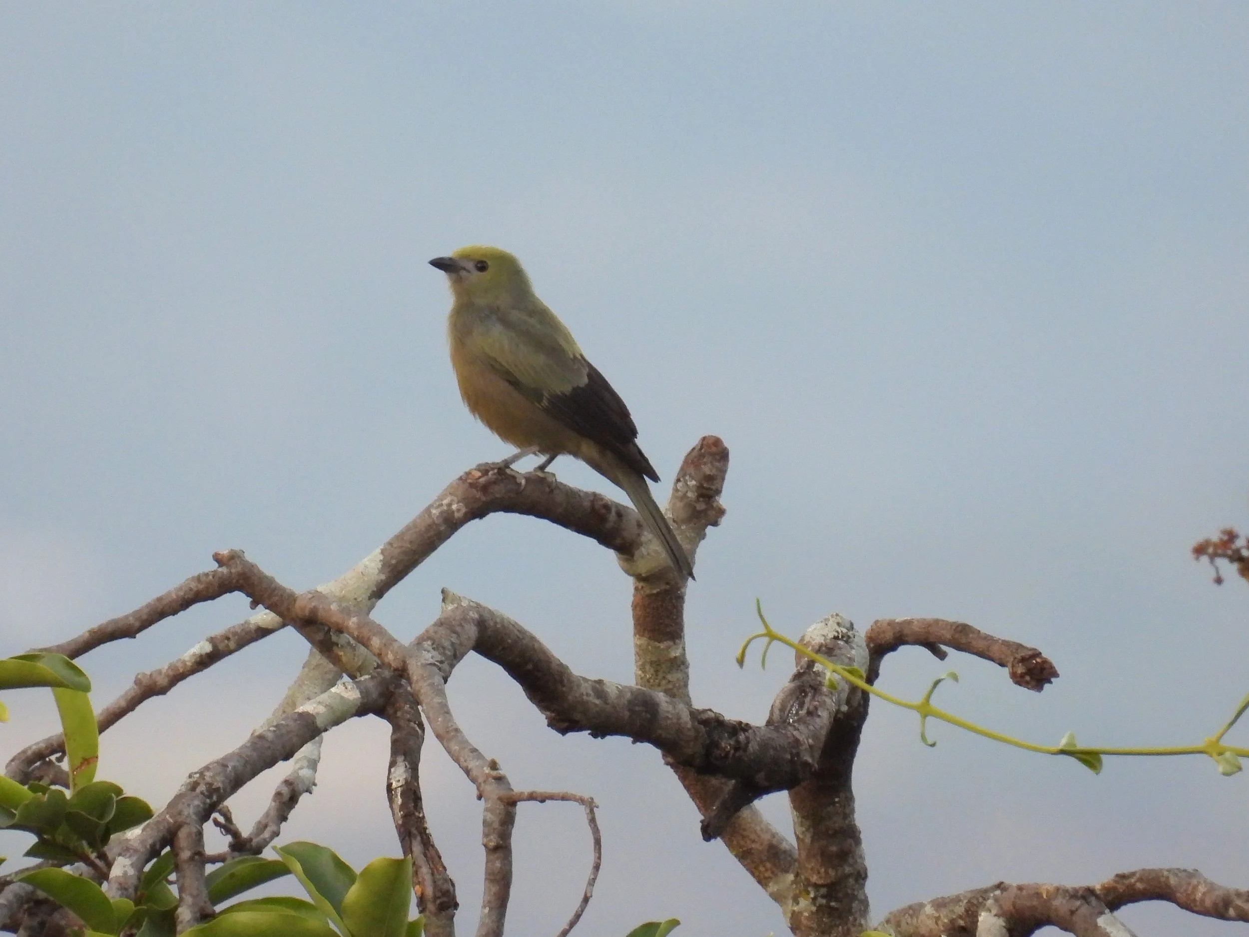 PalmTanager - ID - PALT4