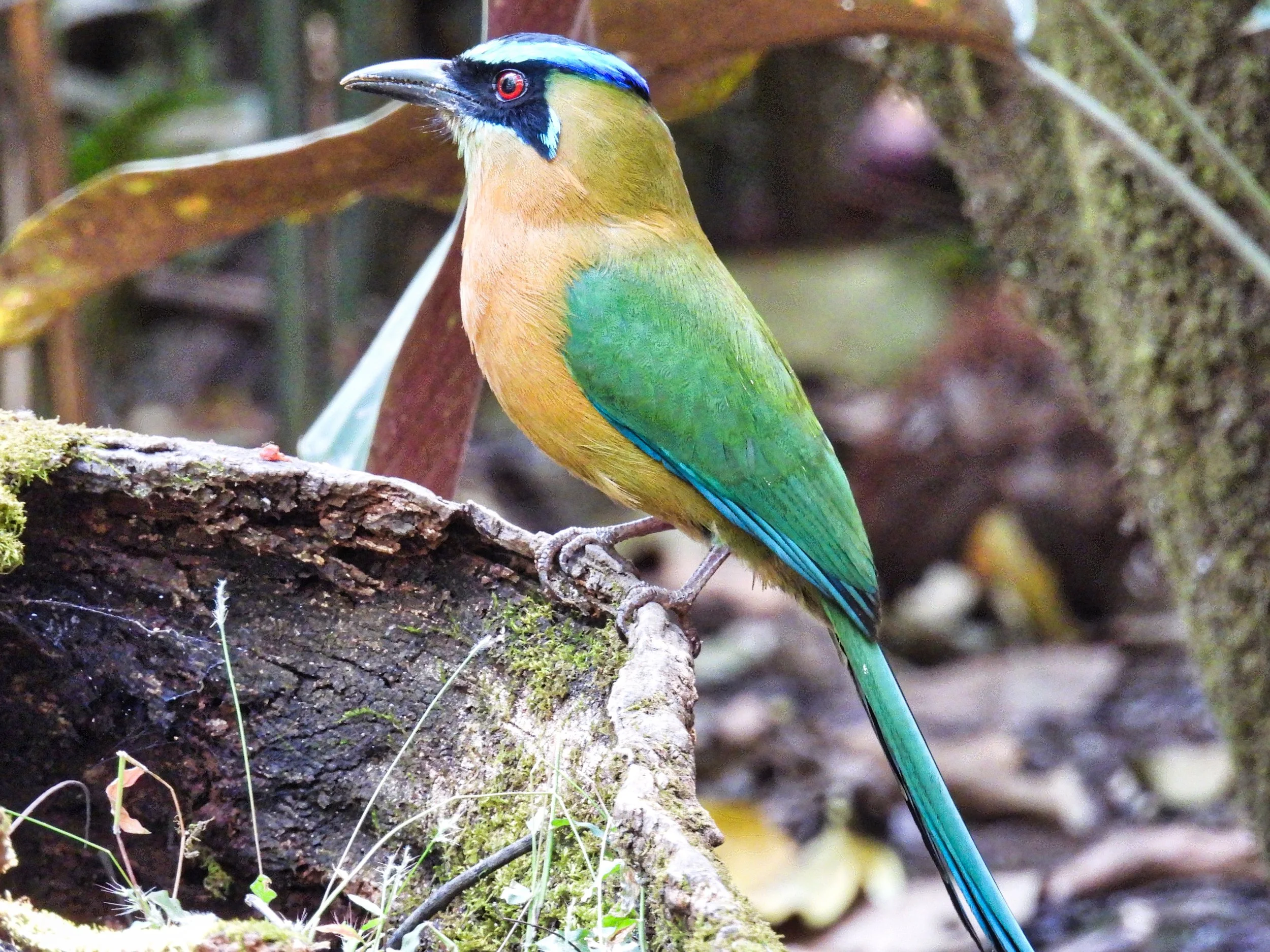 Lesson's Motmot - ID - BCMO3