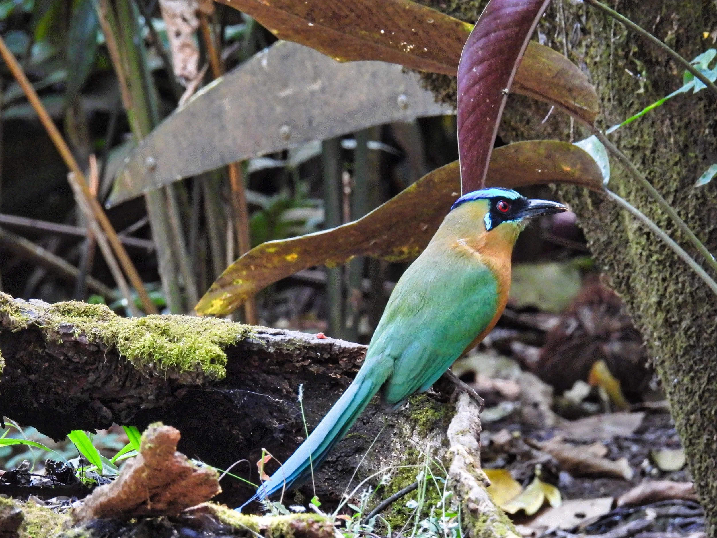 Lesson's Motmot - ID - BCMO6