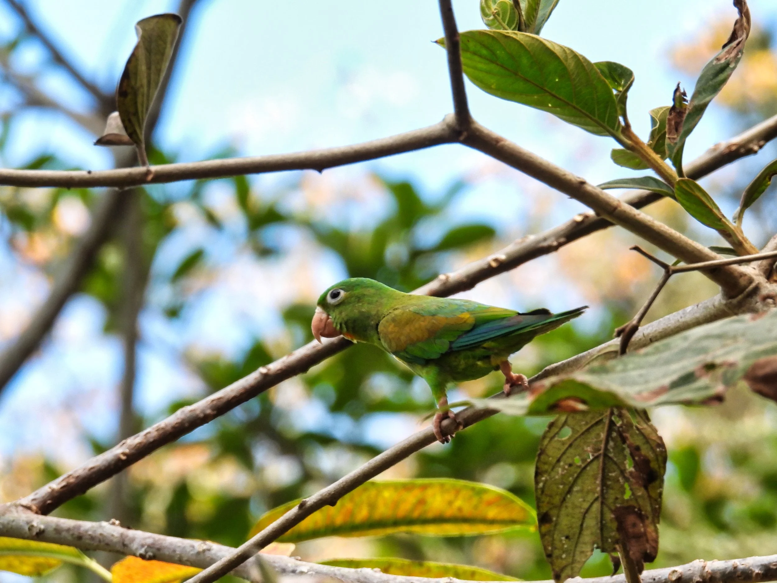 Orange Chinned Parakeet - ID - OCPA