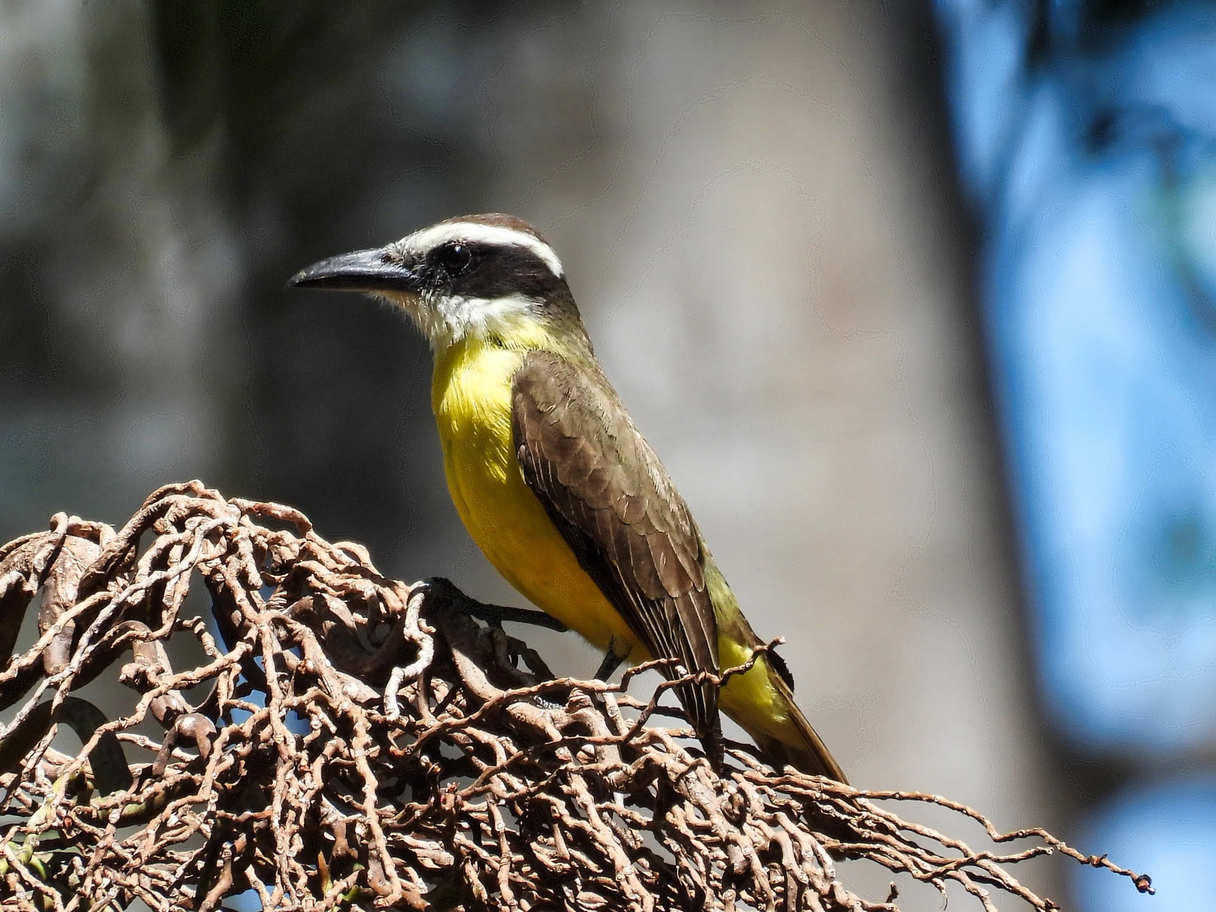 Boat Billed Flycatcher - ID - BOBF