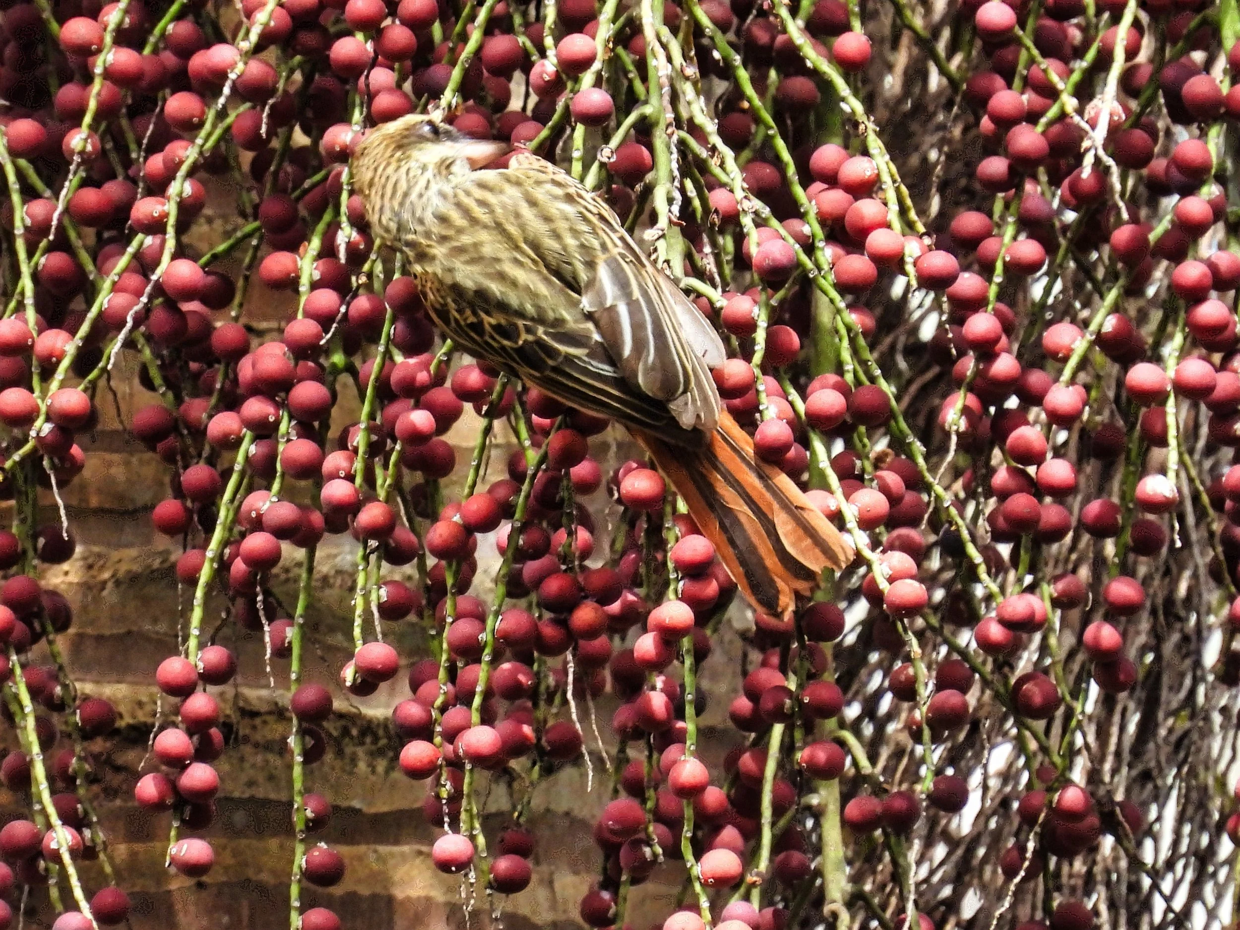 Streaked Flycatcher - ID - STRF