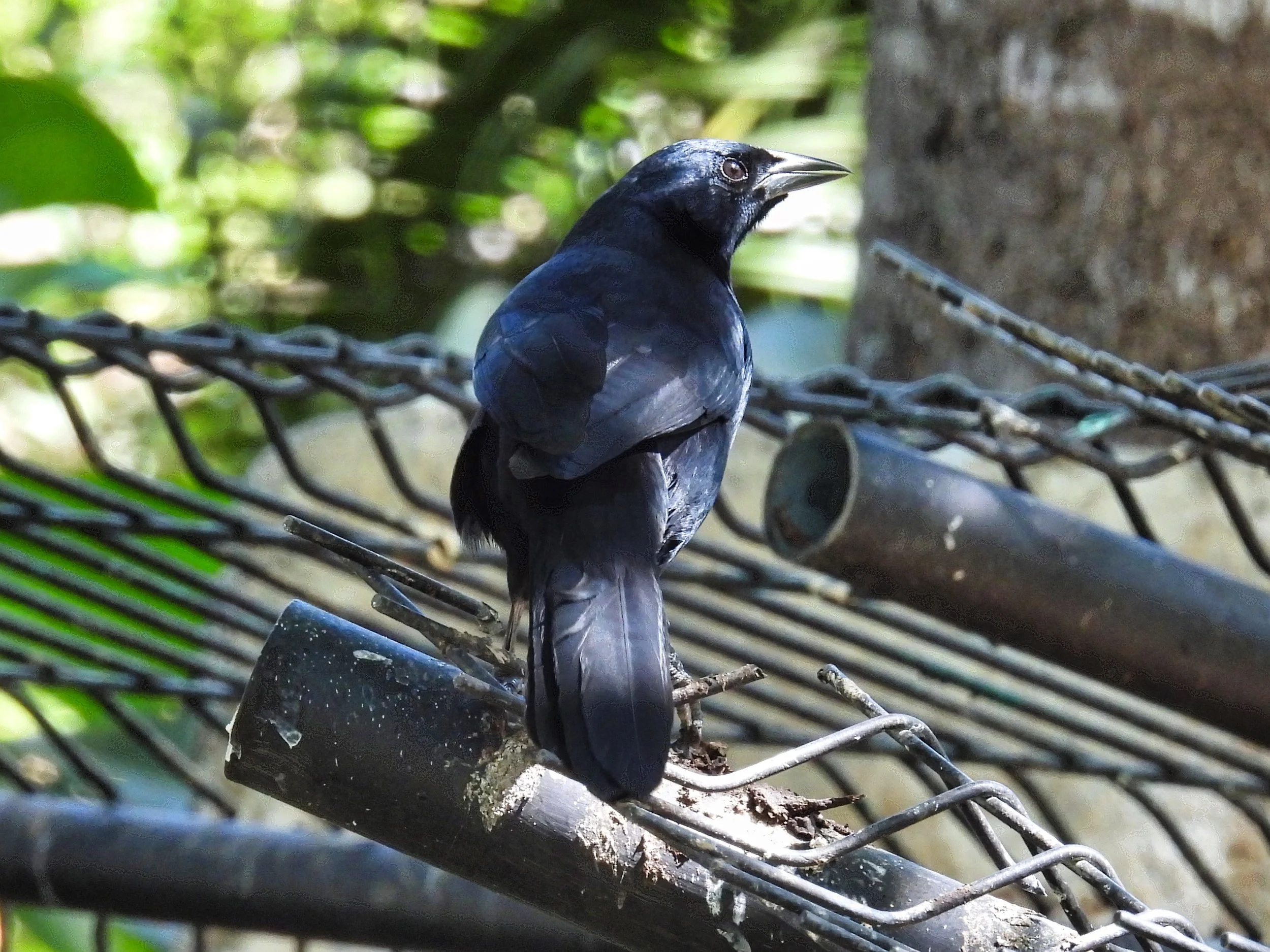 Melodious Blackbird - ID - MEBL