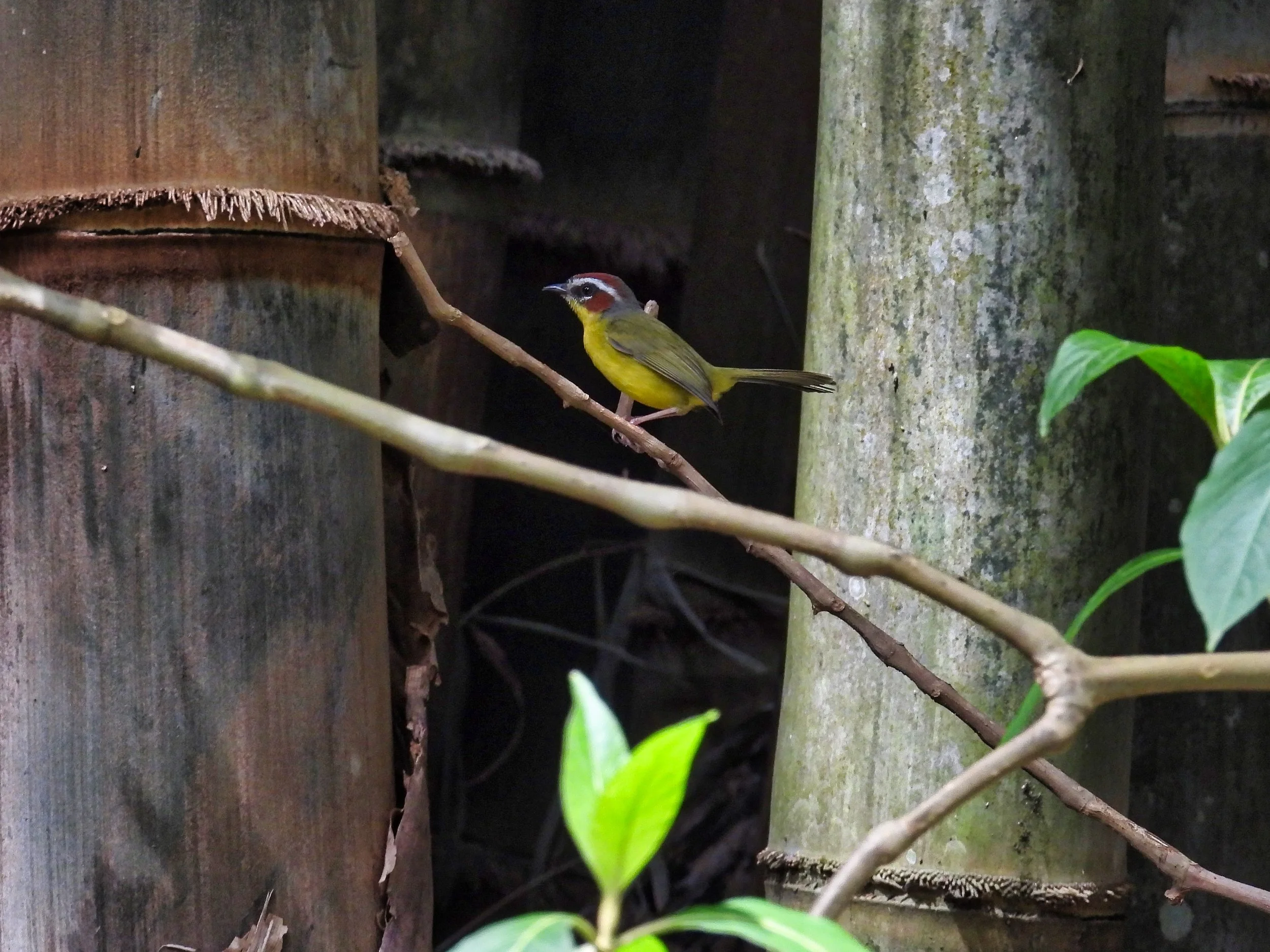Chestnut Capped Warbler
