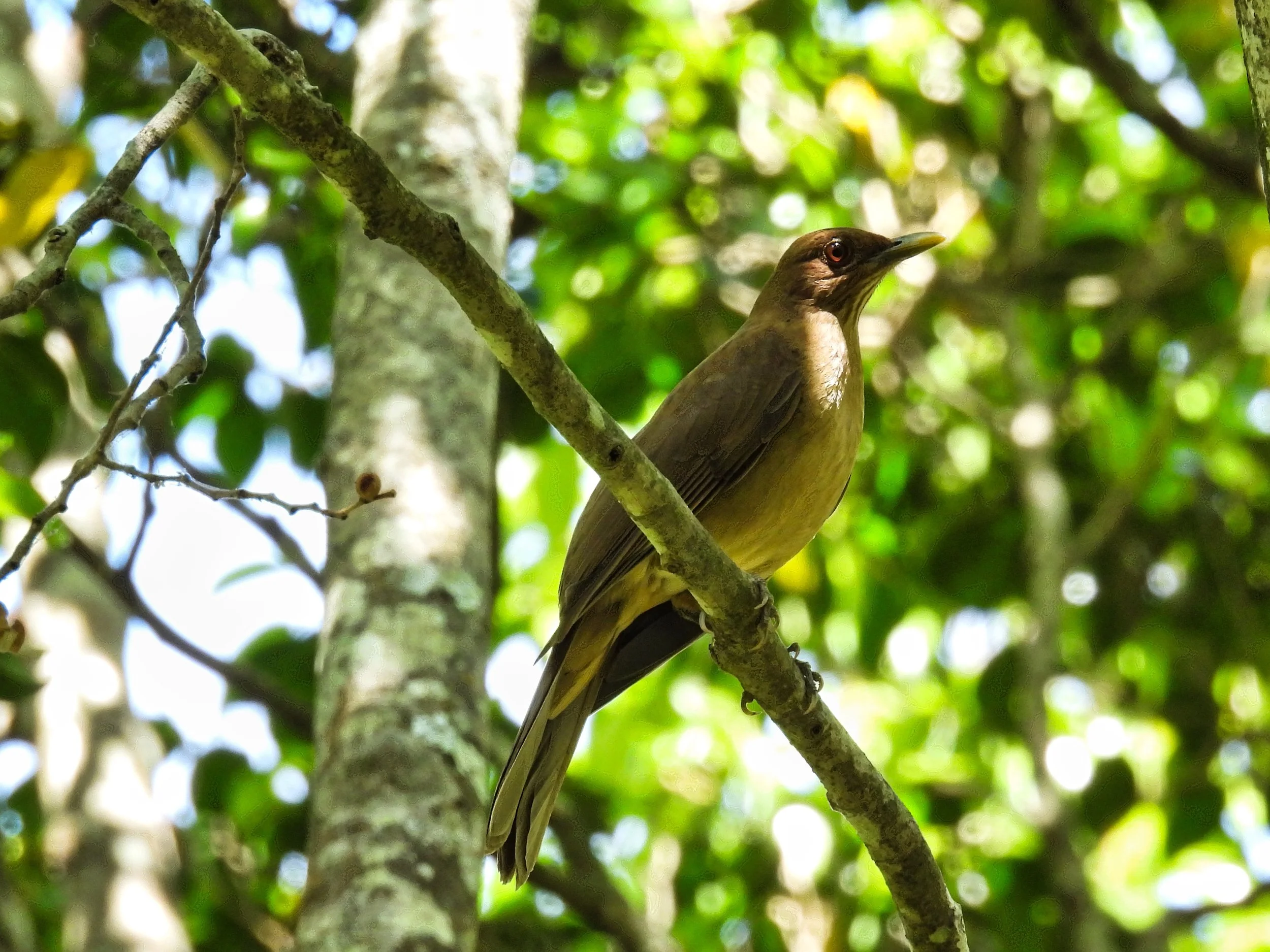 Clay Colored Thrush - ID - CCTH8