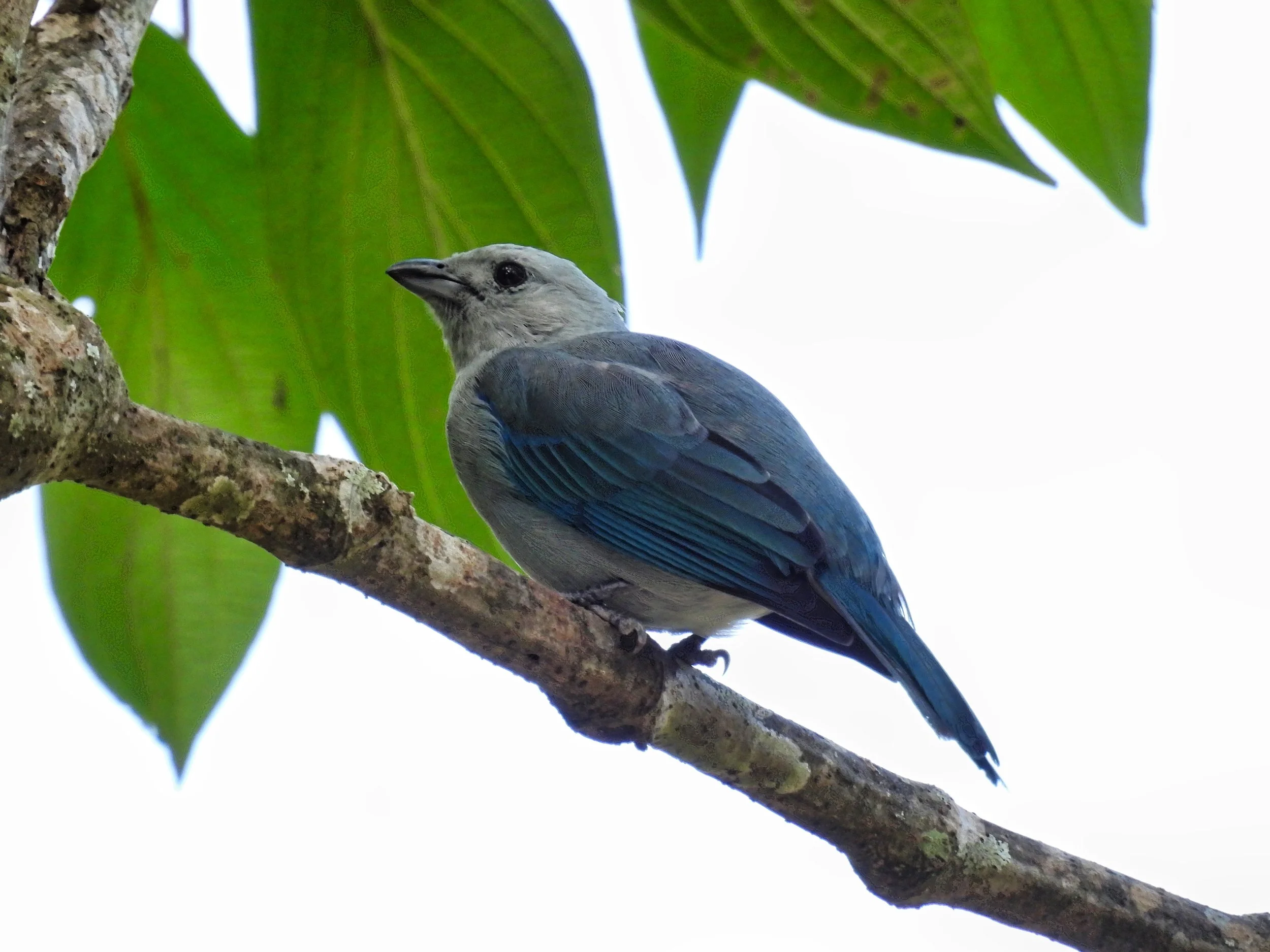 Blue Gray Tanager - ID - BGTA14