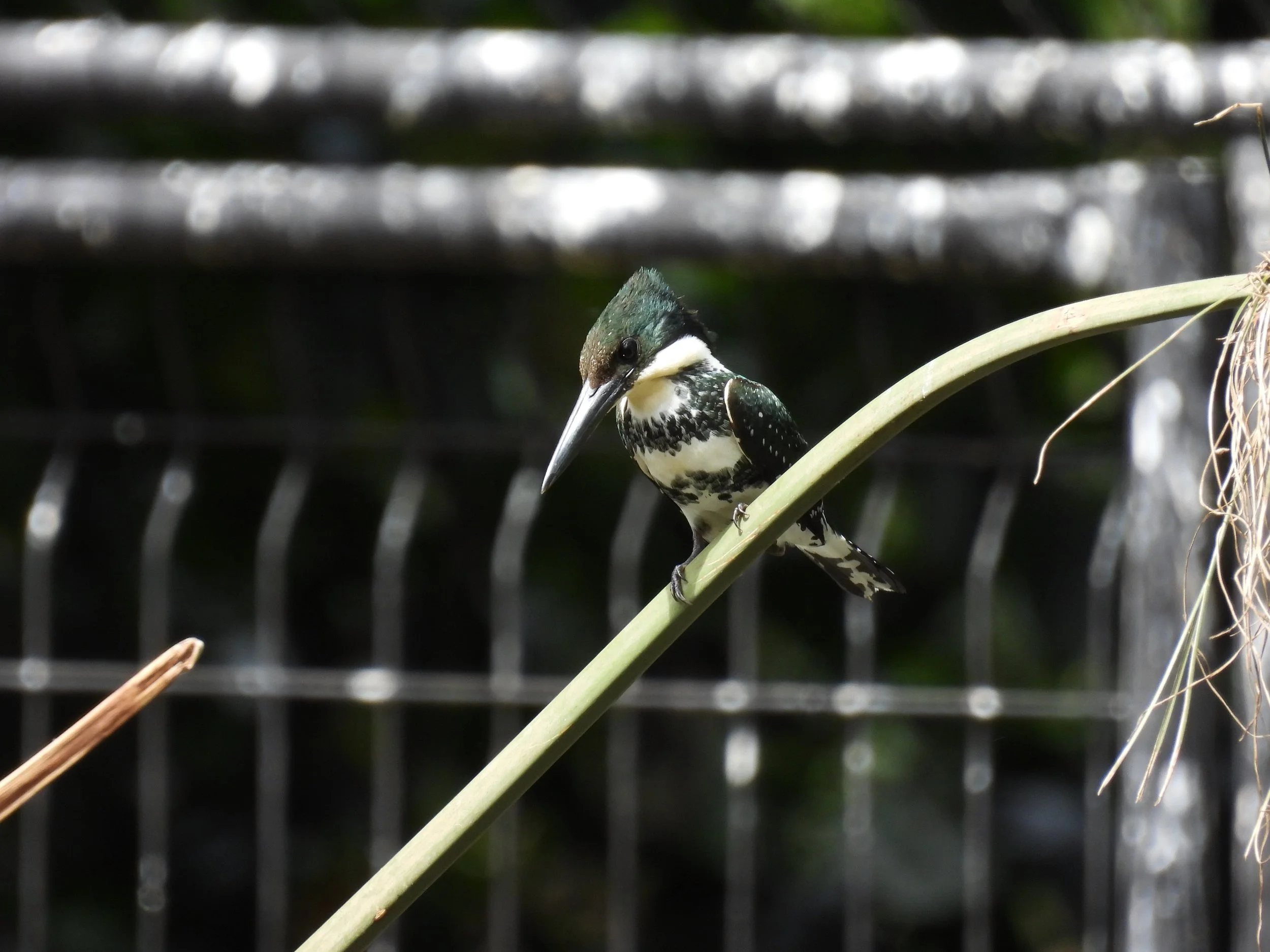Amazon Kingfisher - ID - AMKI14