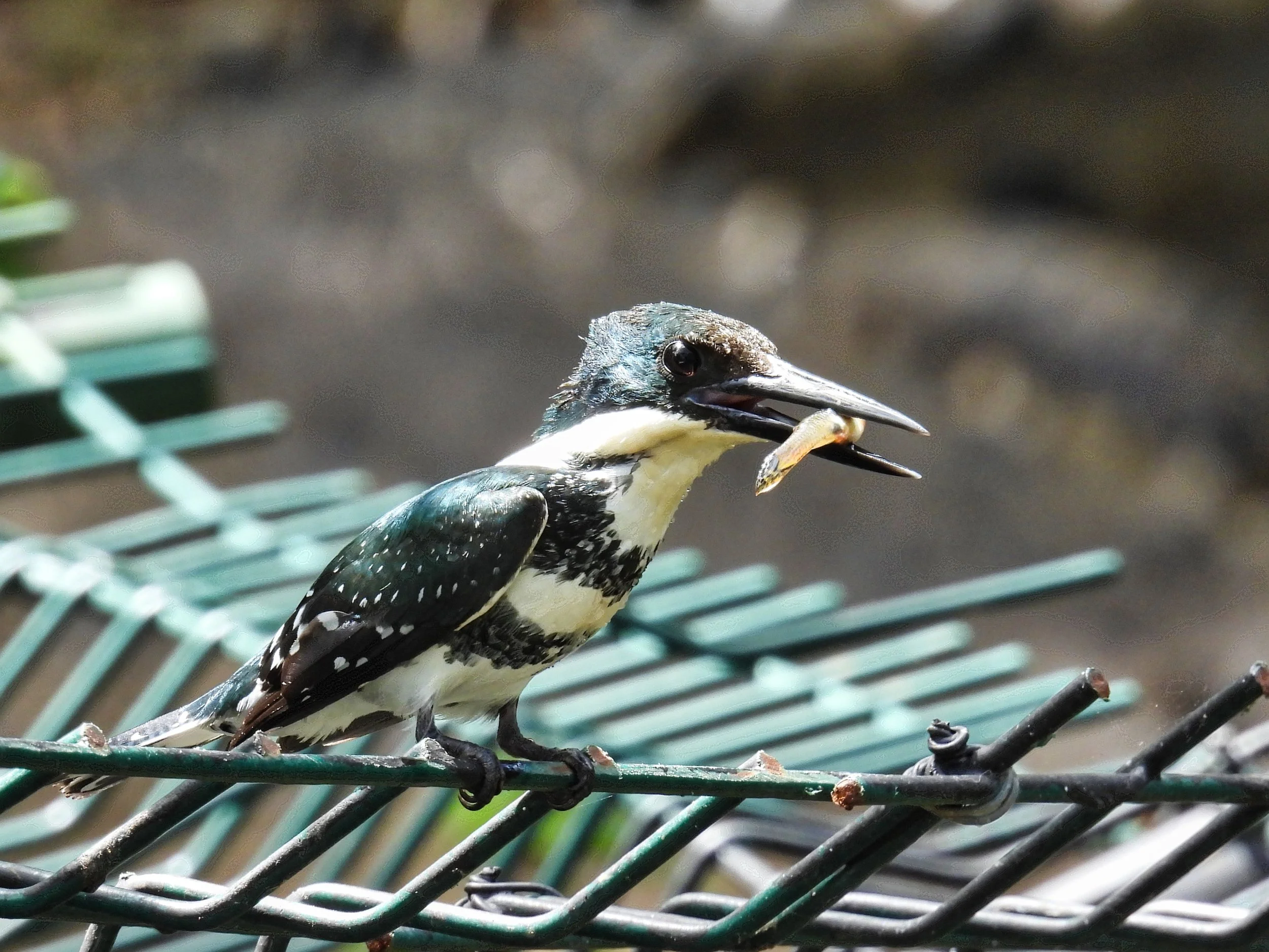 Amazon Kingfisher - ID - AMKI14