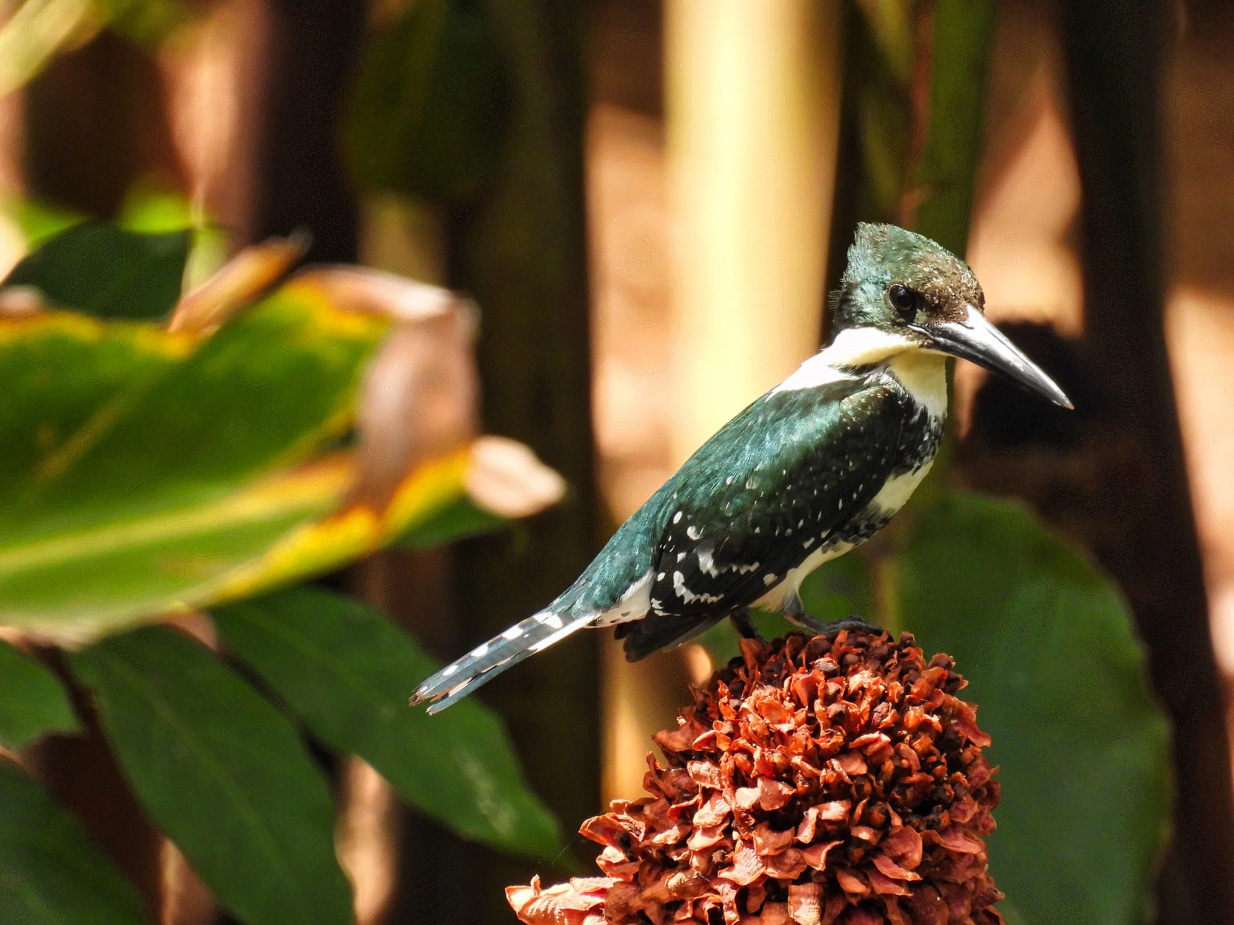 Amazon Kingfisher - ID - AMKI18