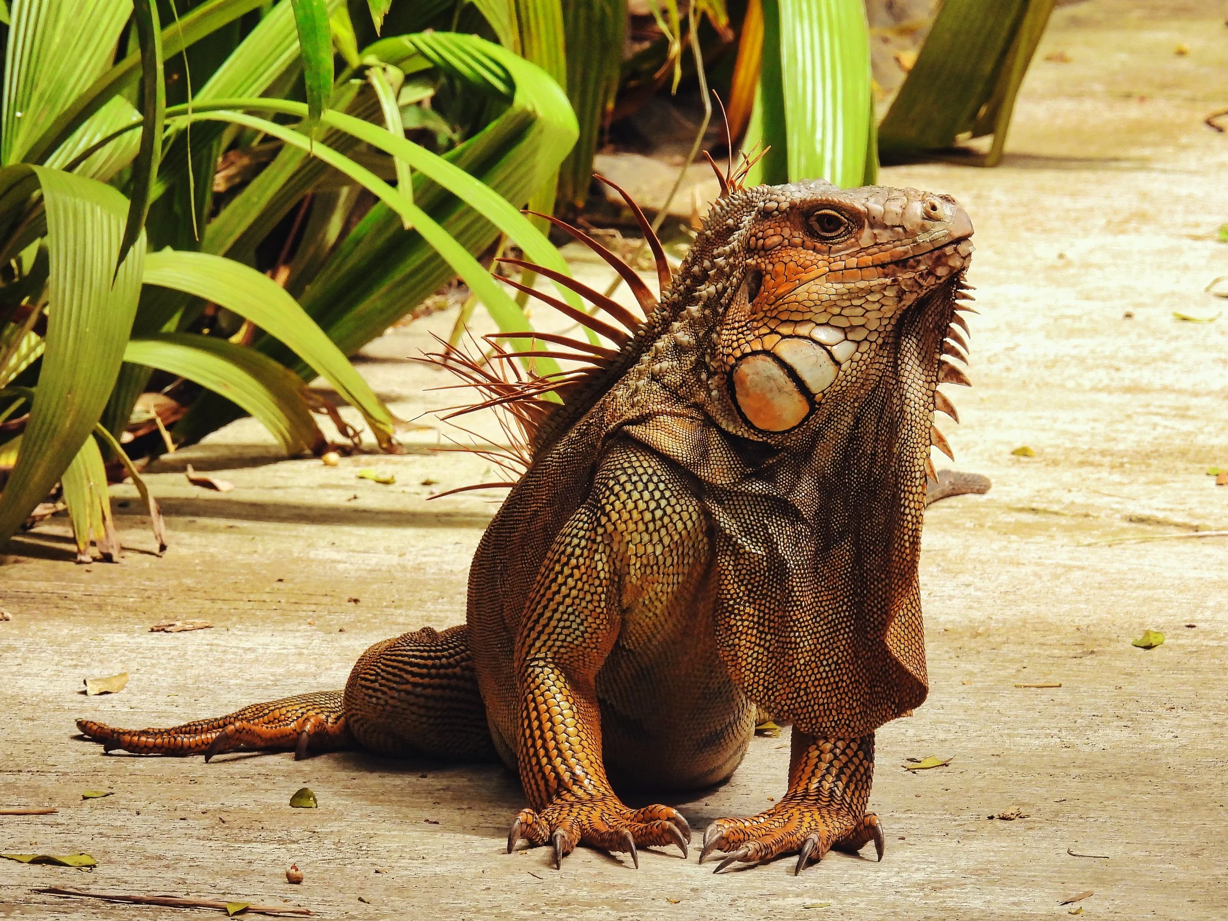 Iguana