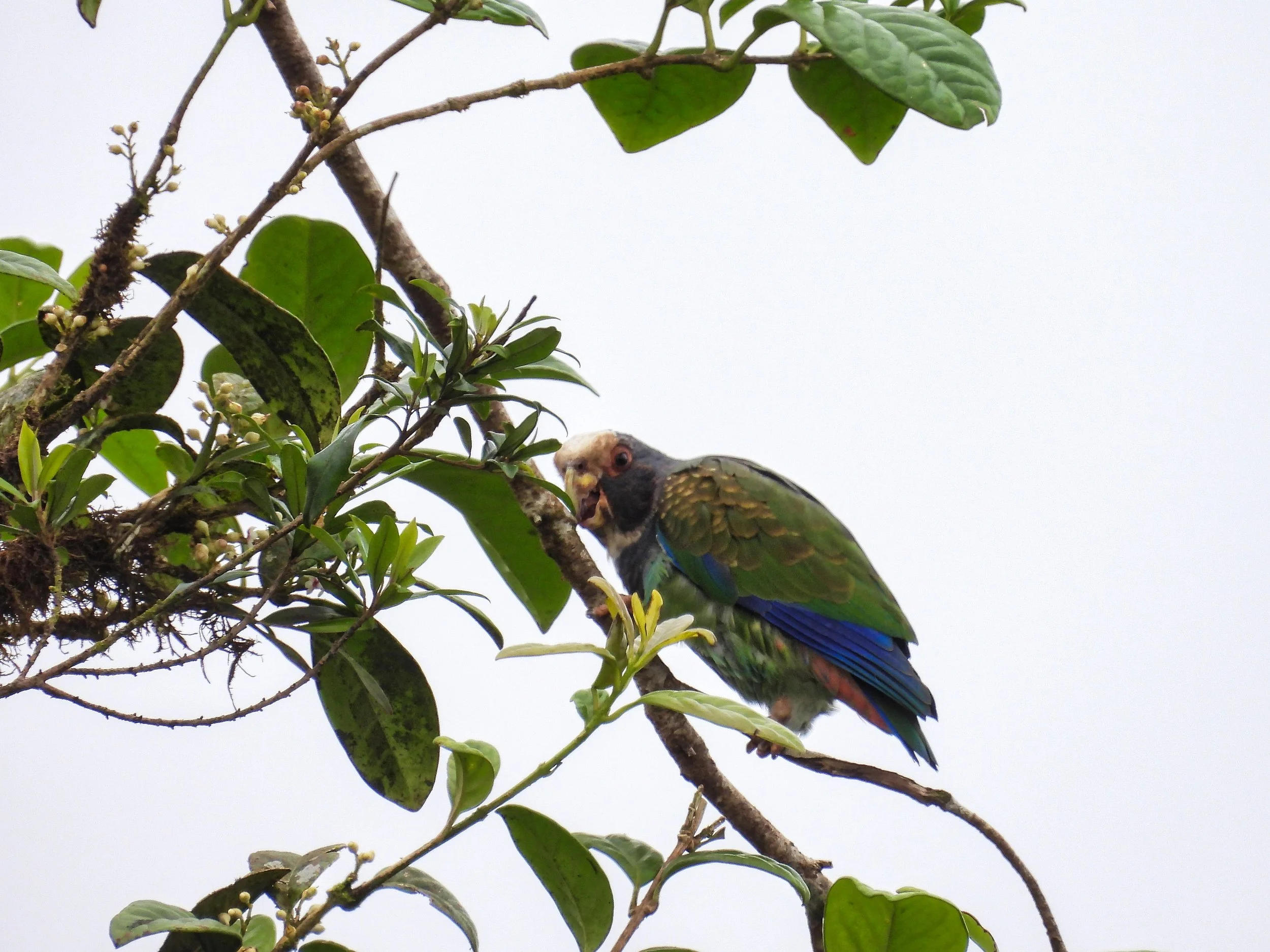 White-crowned Parrot - ID - WCPA4