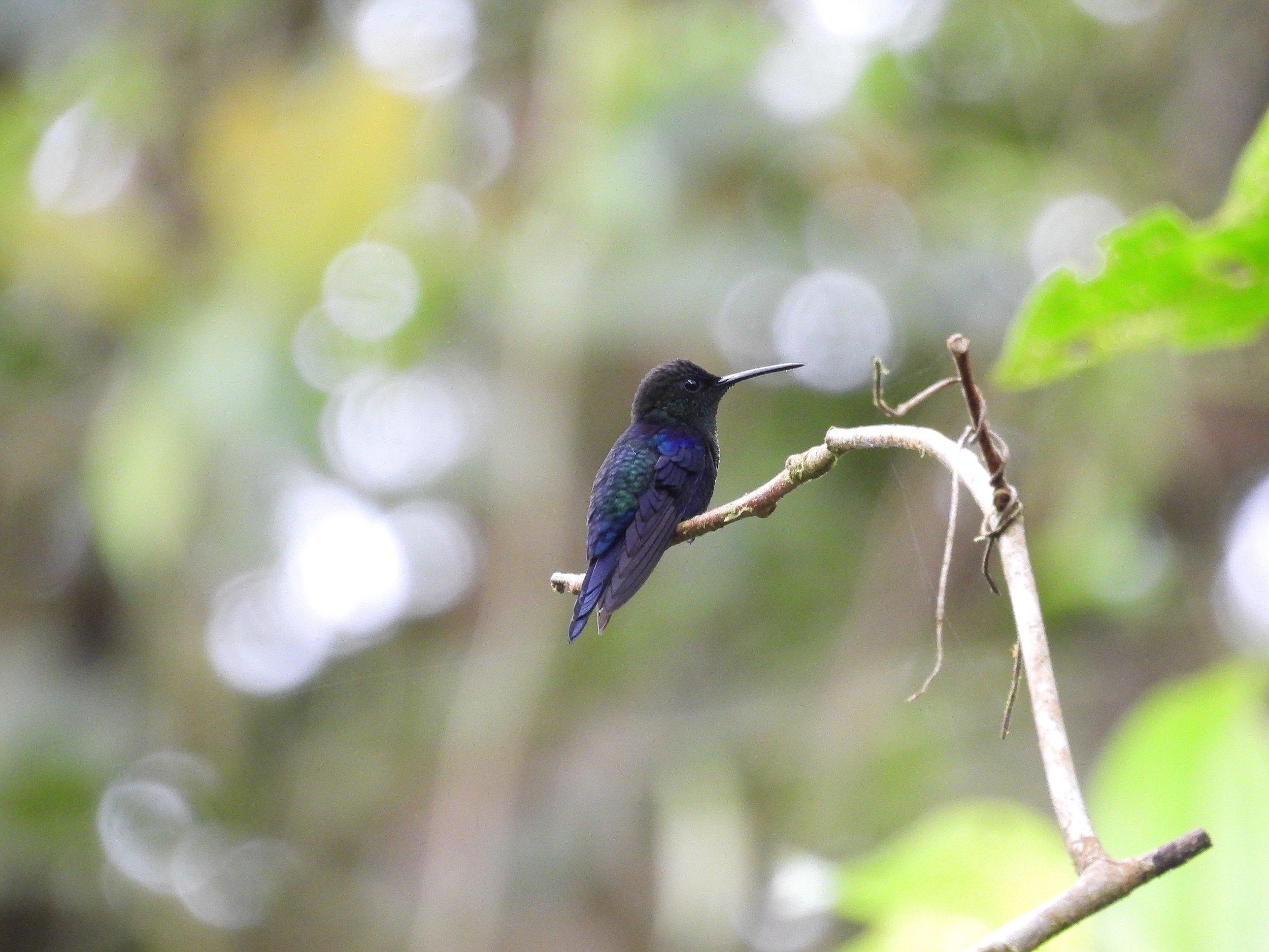 Crowned Woodnymph - ID - VCWO3