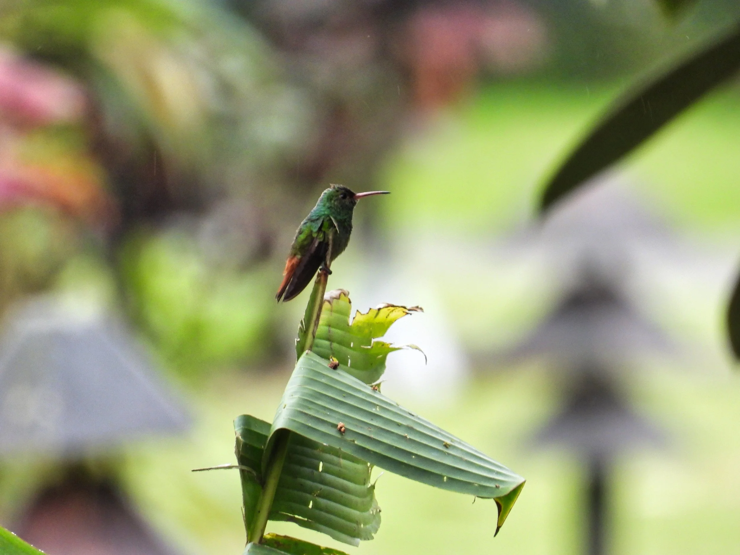 Rufous-tailed Hummingbird - ID - RTAH