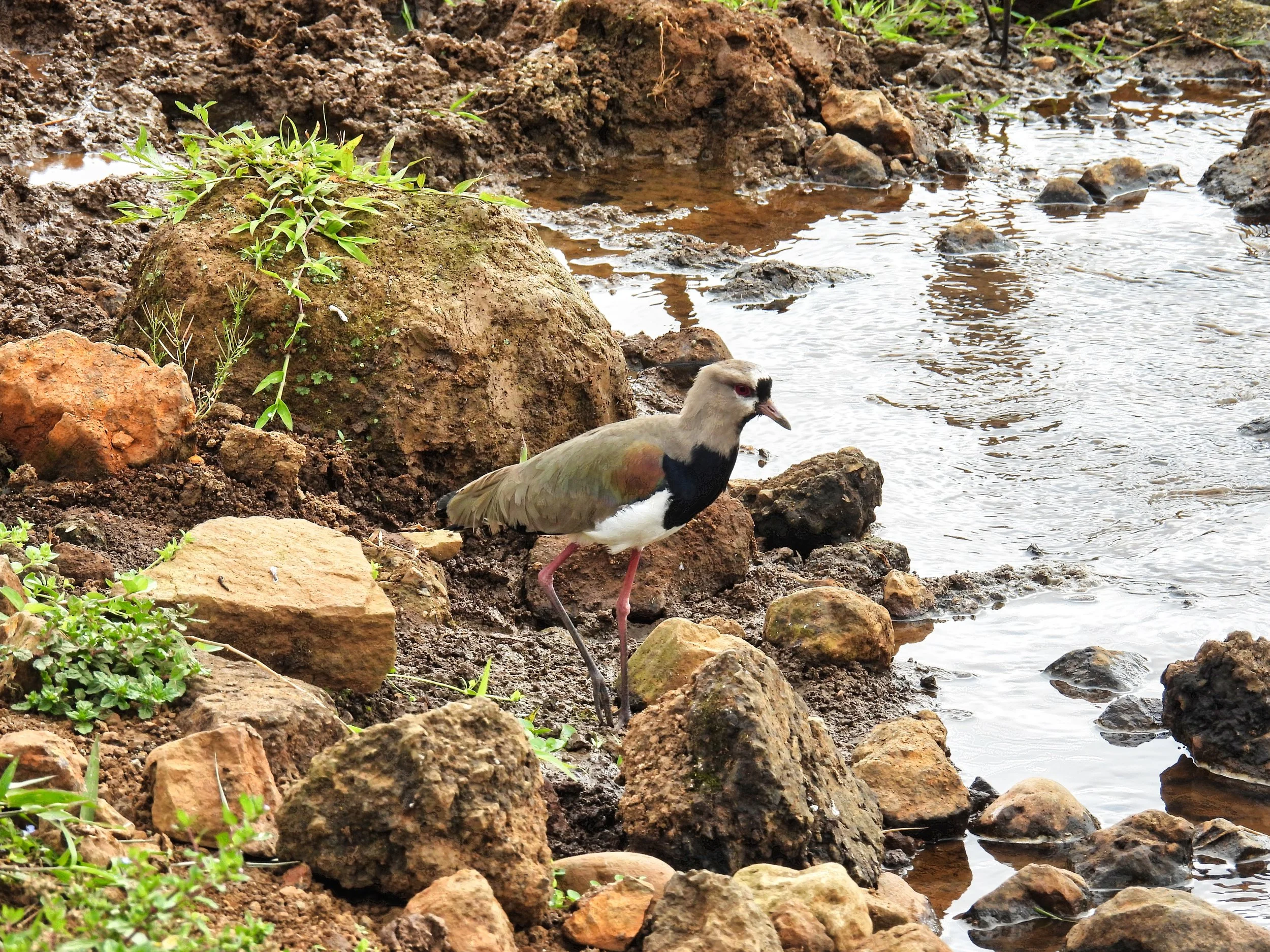 Southern Lapwing - ID - SOLA3
