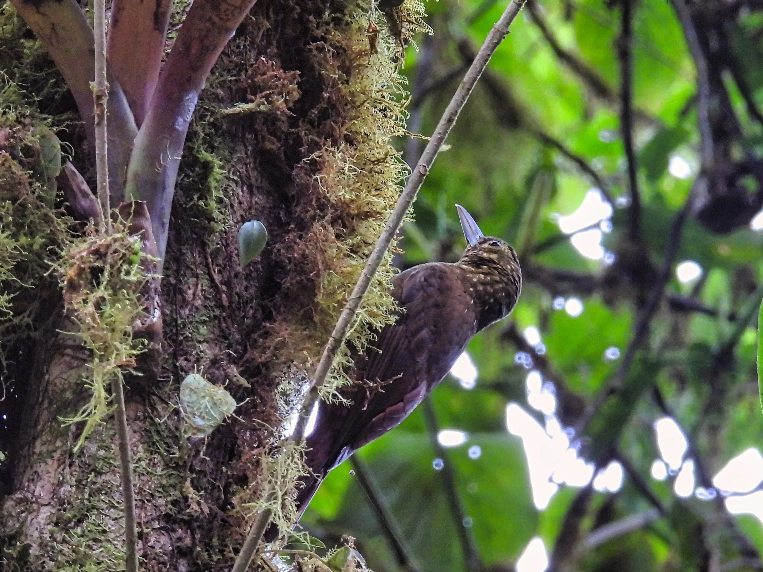 Spotted Woodcreeper - ID - SPWO2