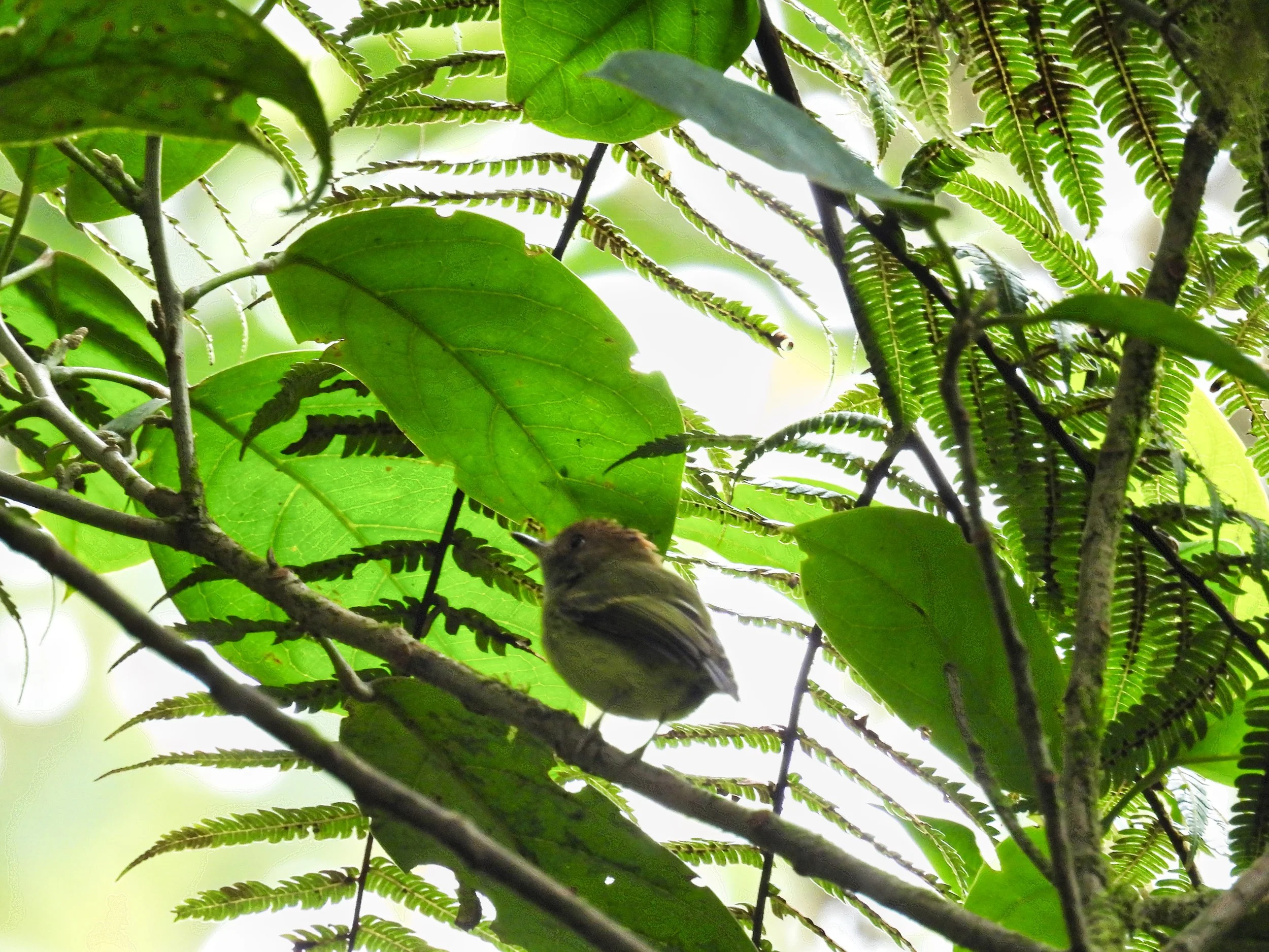 Scale-crested Pygmy-tyrant - ID - SCPT (Quite the name for such a small bird.)