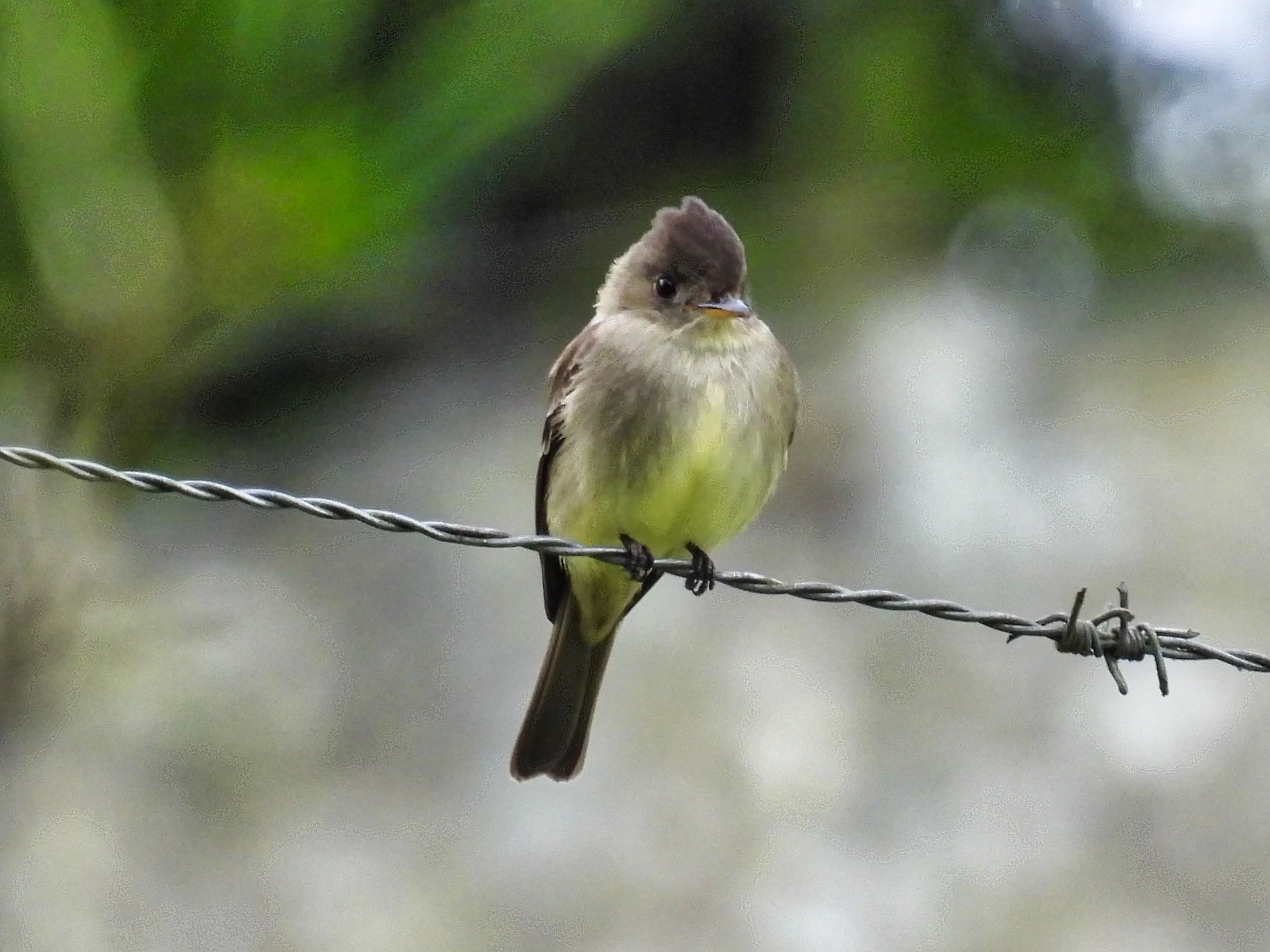Tropical Pewee - ID - TRPT3