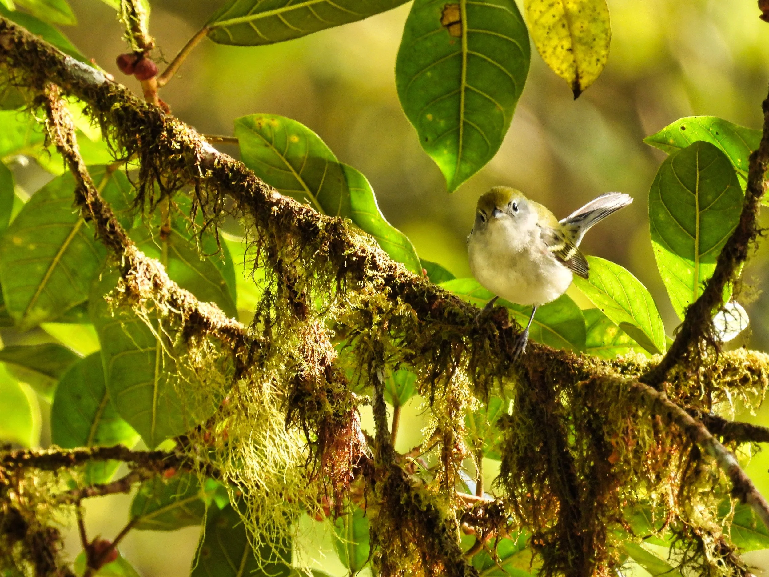 Chestnut-sided Warbler -ID - CSWA5