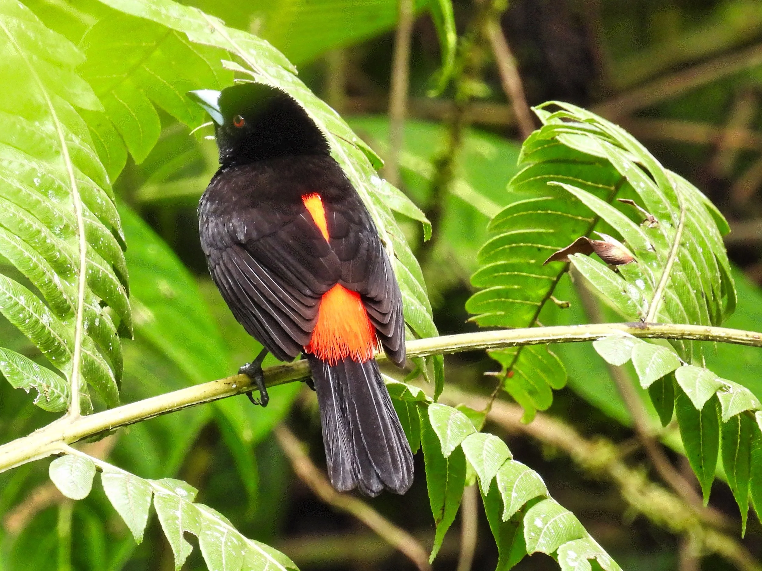 Scarlet-rumpted Tanager - ID - SRCA4