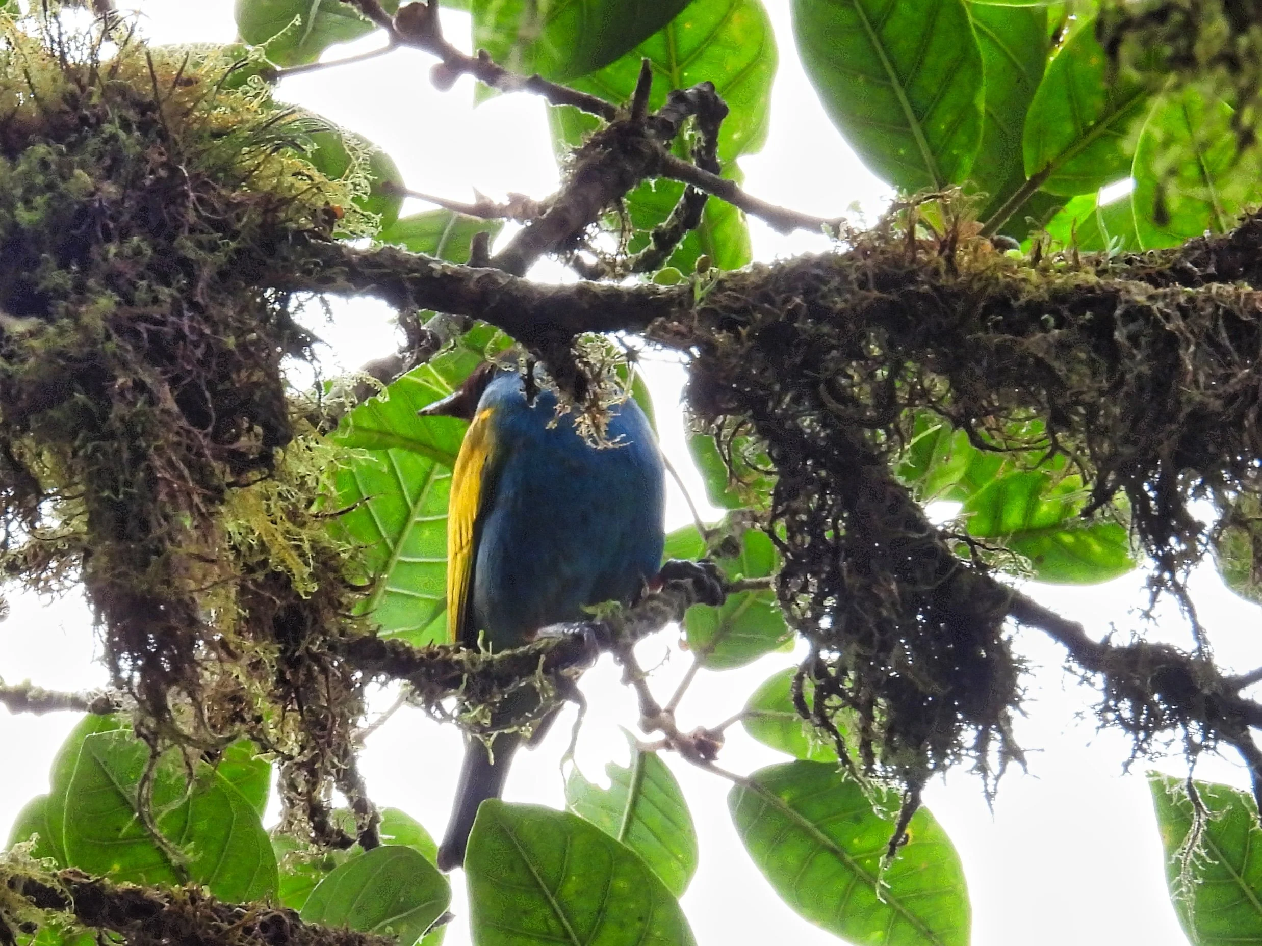 Golden-hooded Tanager - ID - GHOT2