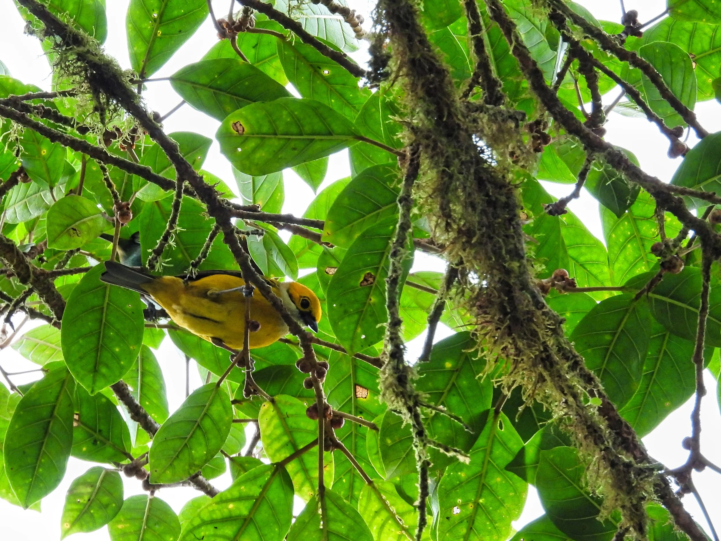 Silver-throated Tanager - ID - STTA11