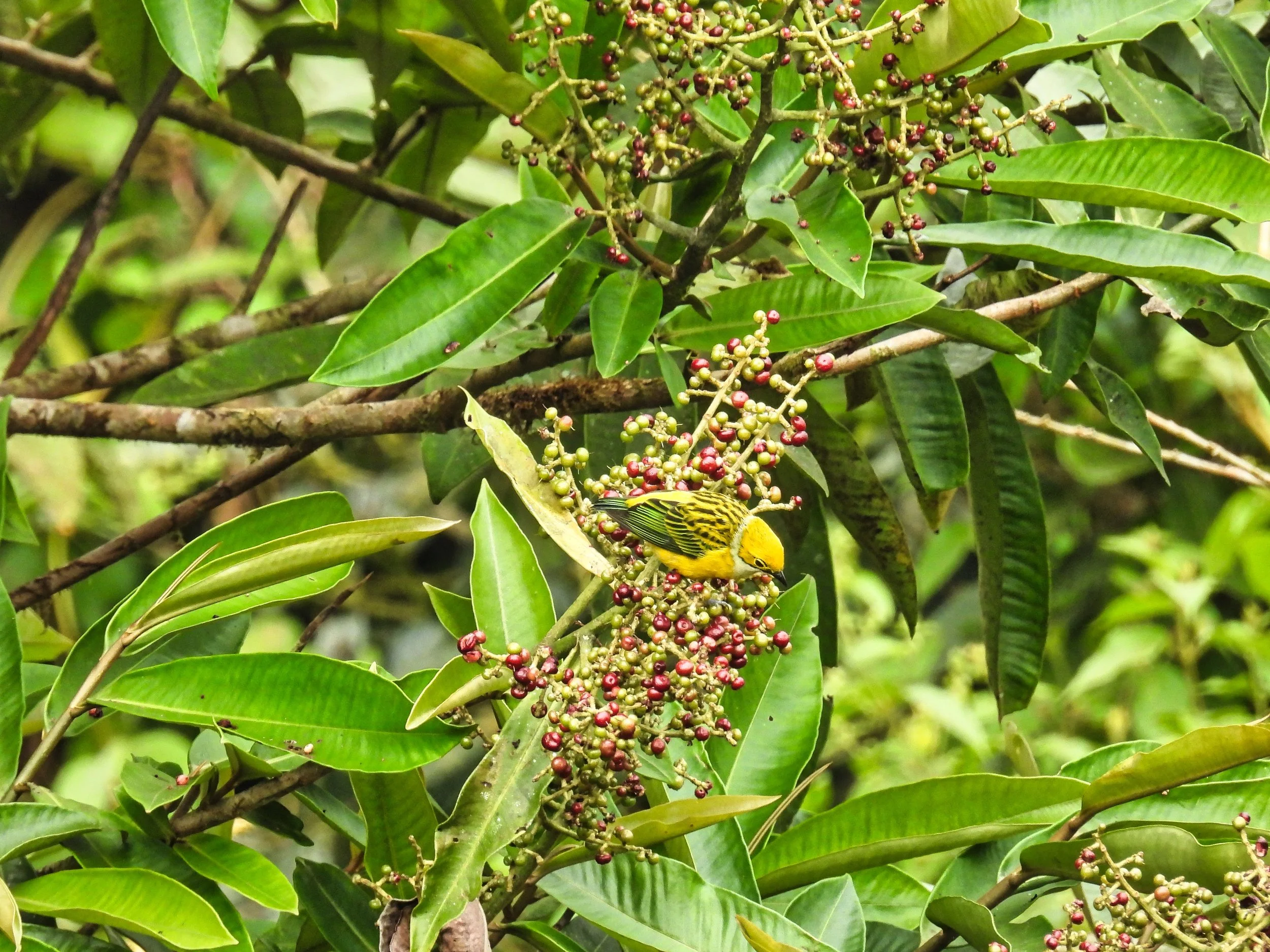 Silver-throated Tanager - ID - STTA