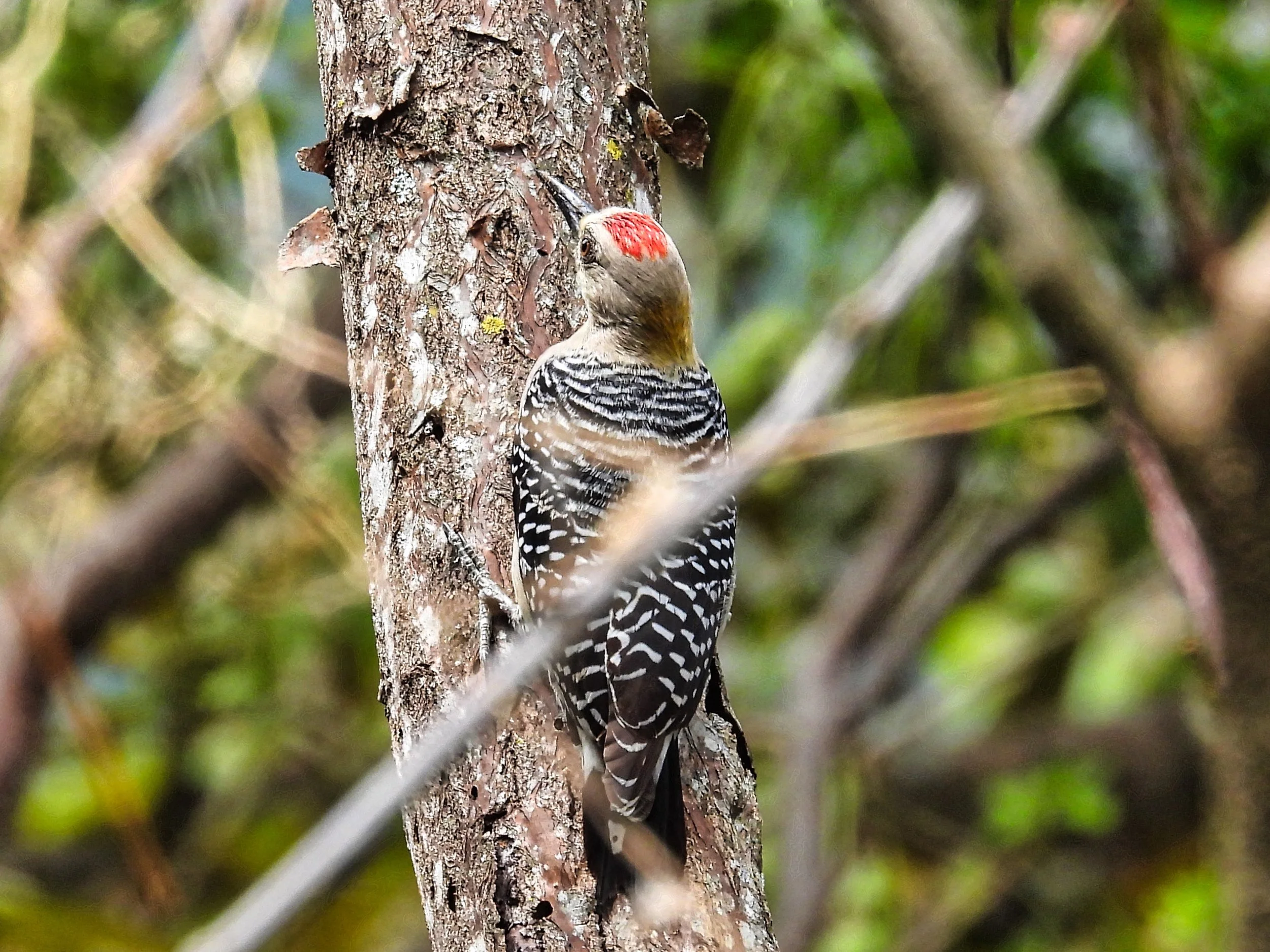 Hoffmann's Woodpecker - ID - HOWO3