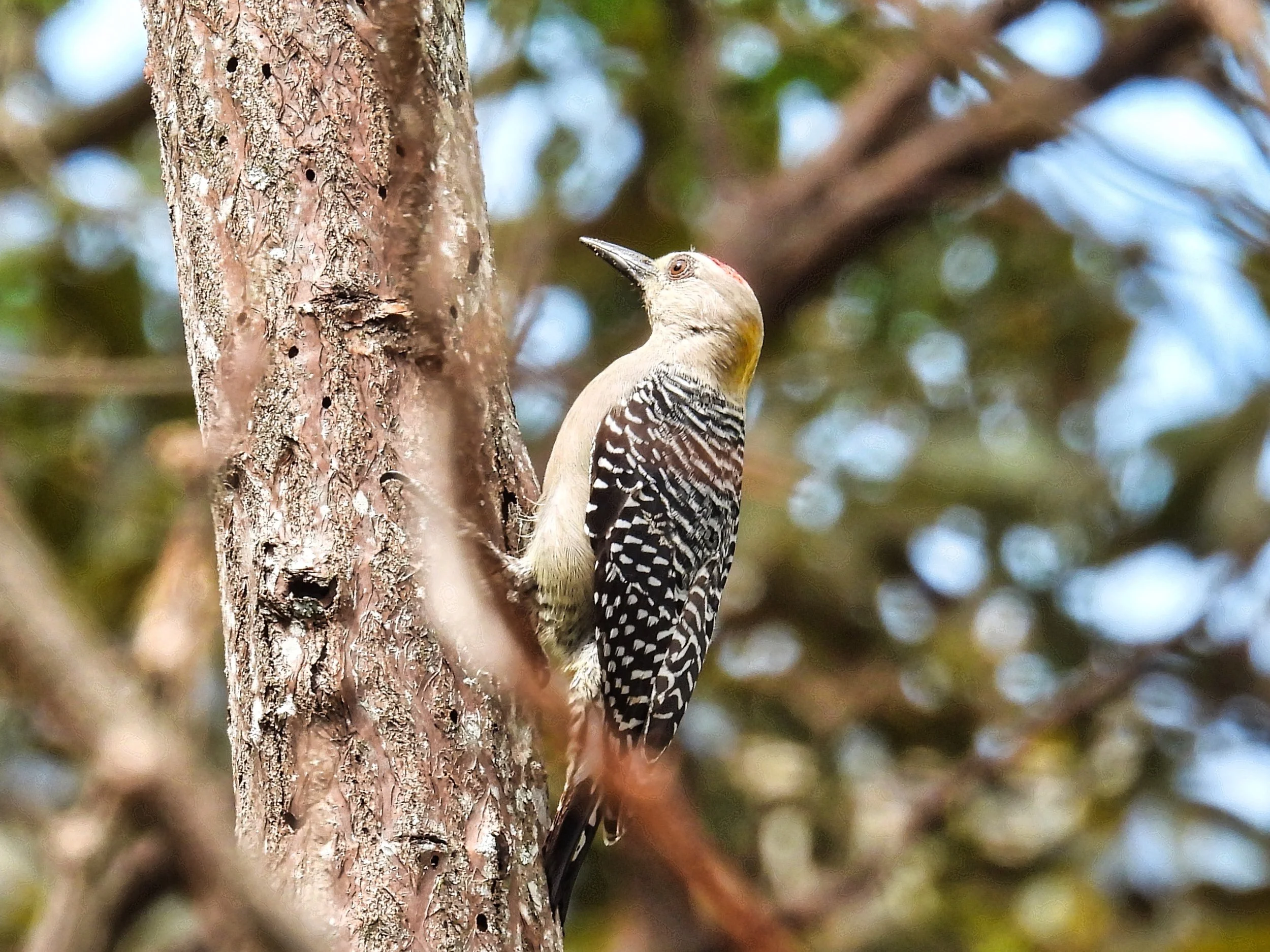 Hoffmann's Woodpecker - ID - HOWO5