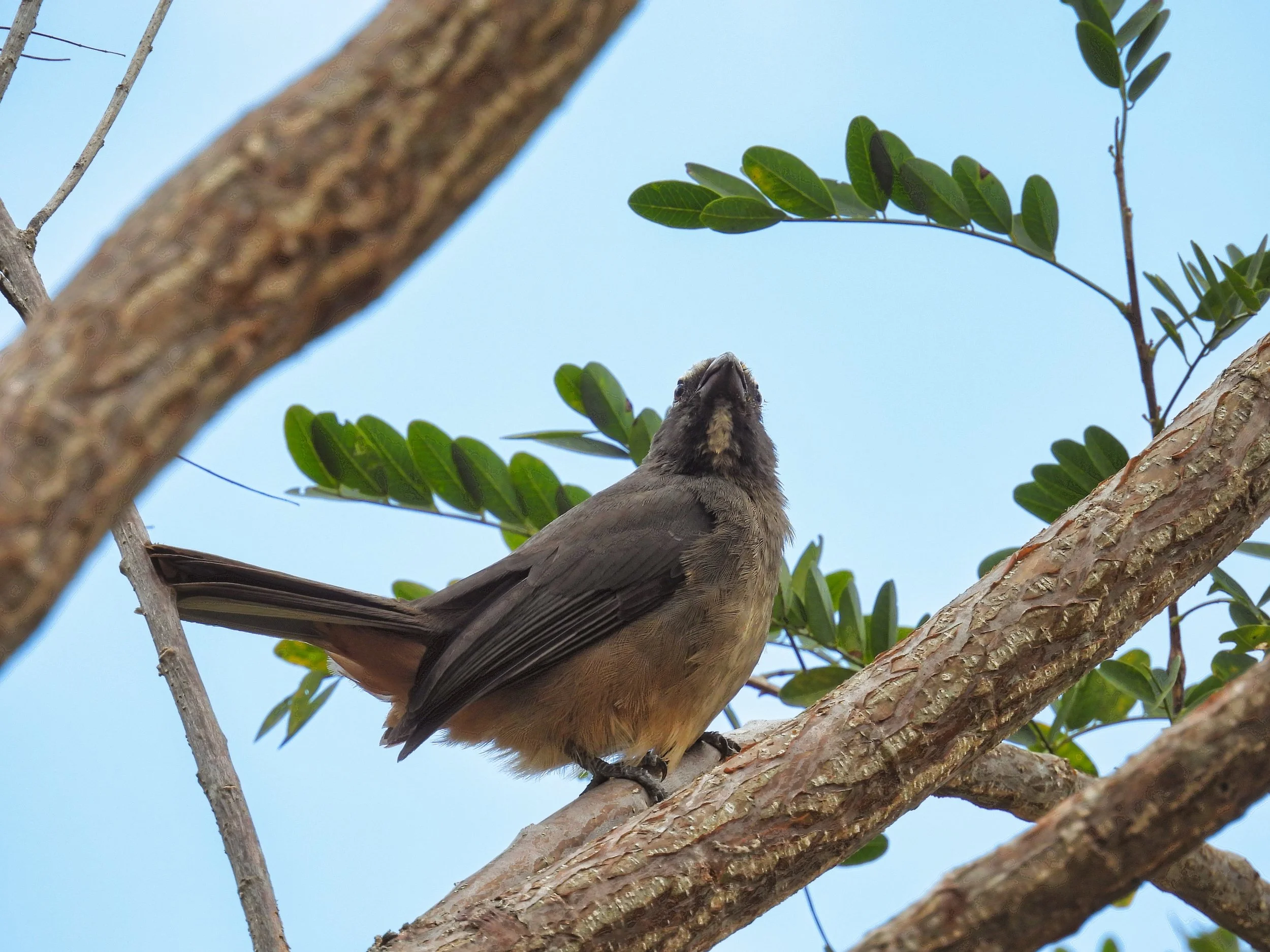 GrayishSaltator - ID -  GRAS5