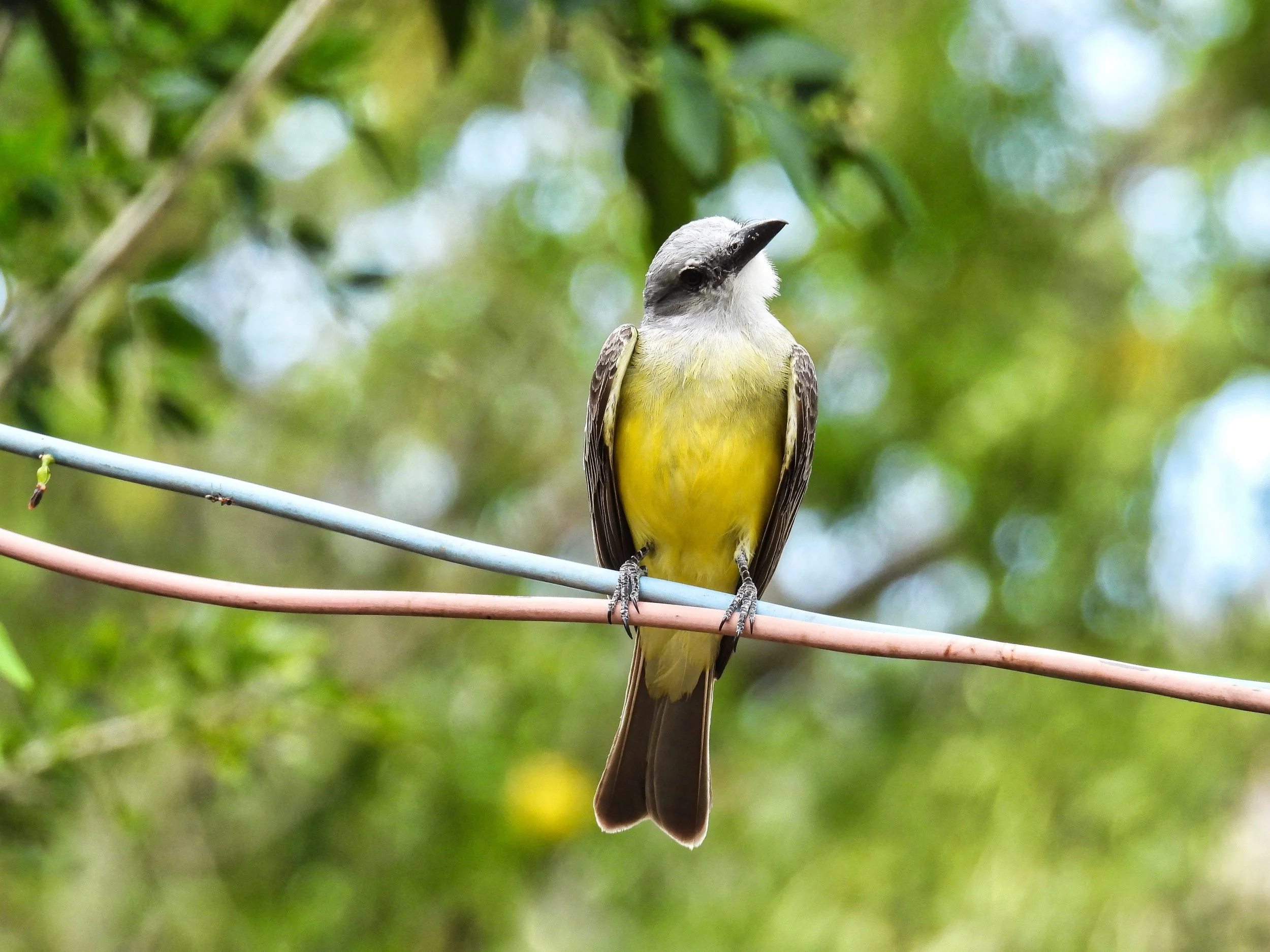 Tropical Kingbird - ID - TRKI7