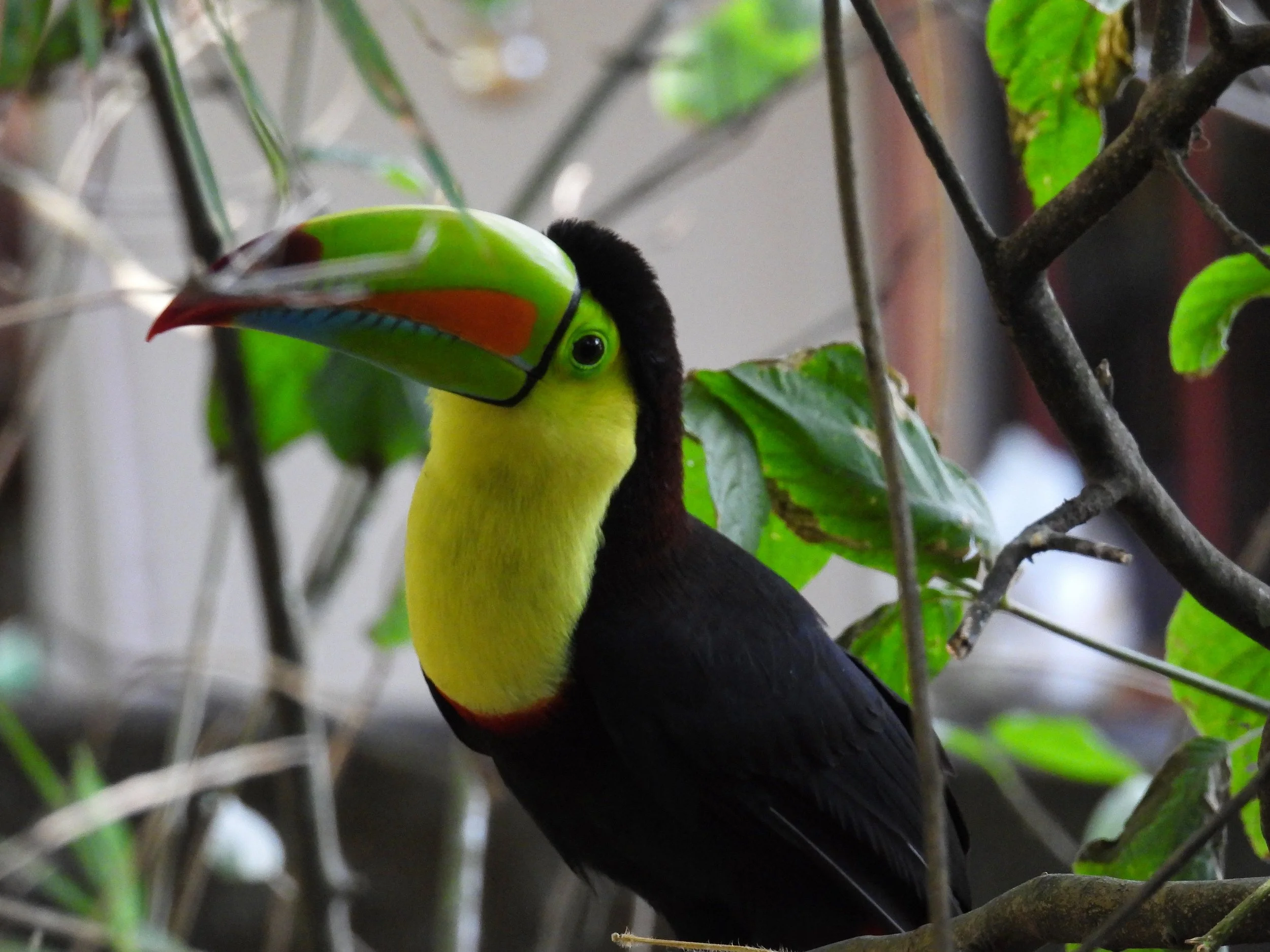 Keel-billed Toucan - ID - KBTO