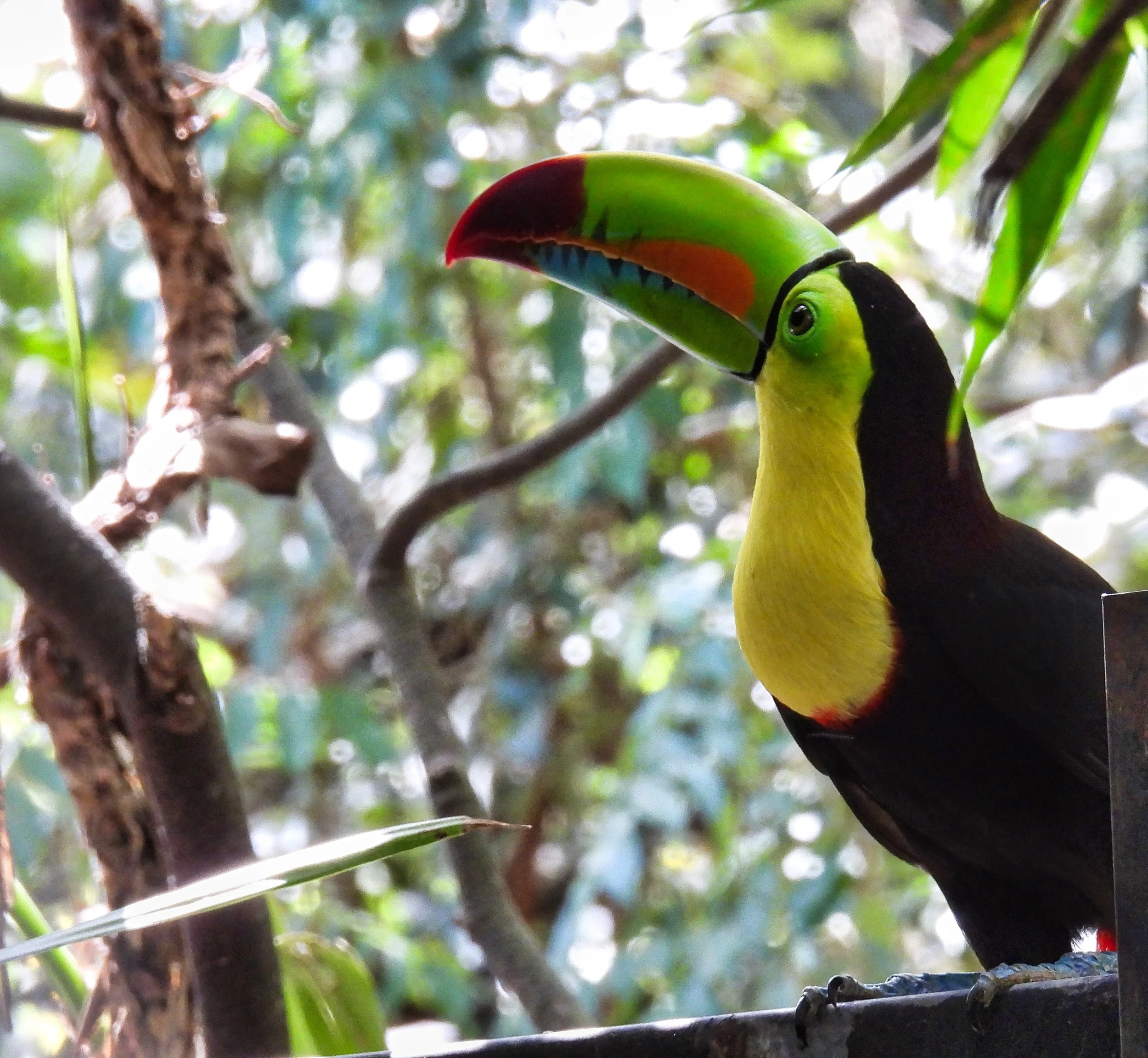 Keel-billed Toucan - ID - KBTO2