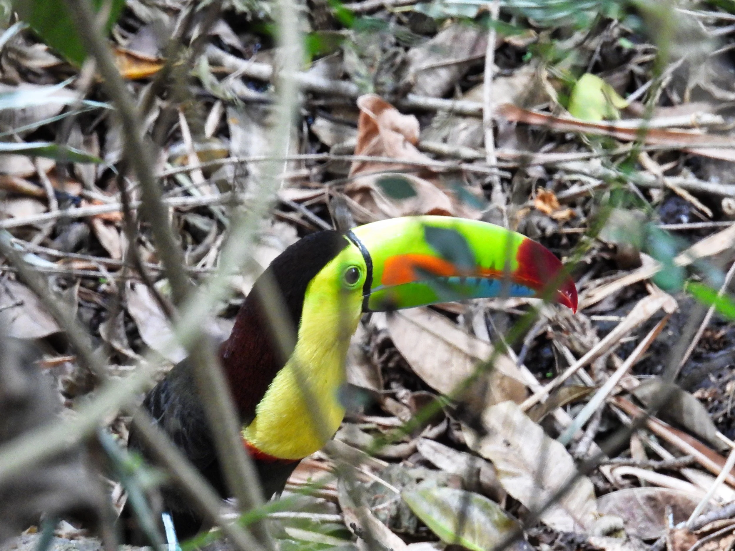 Keel-billed Toucan - ID - KBTO9