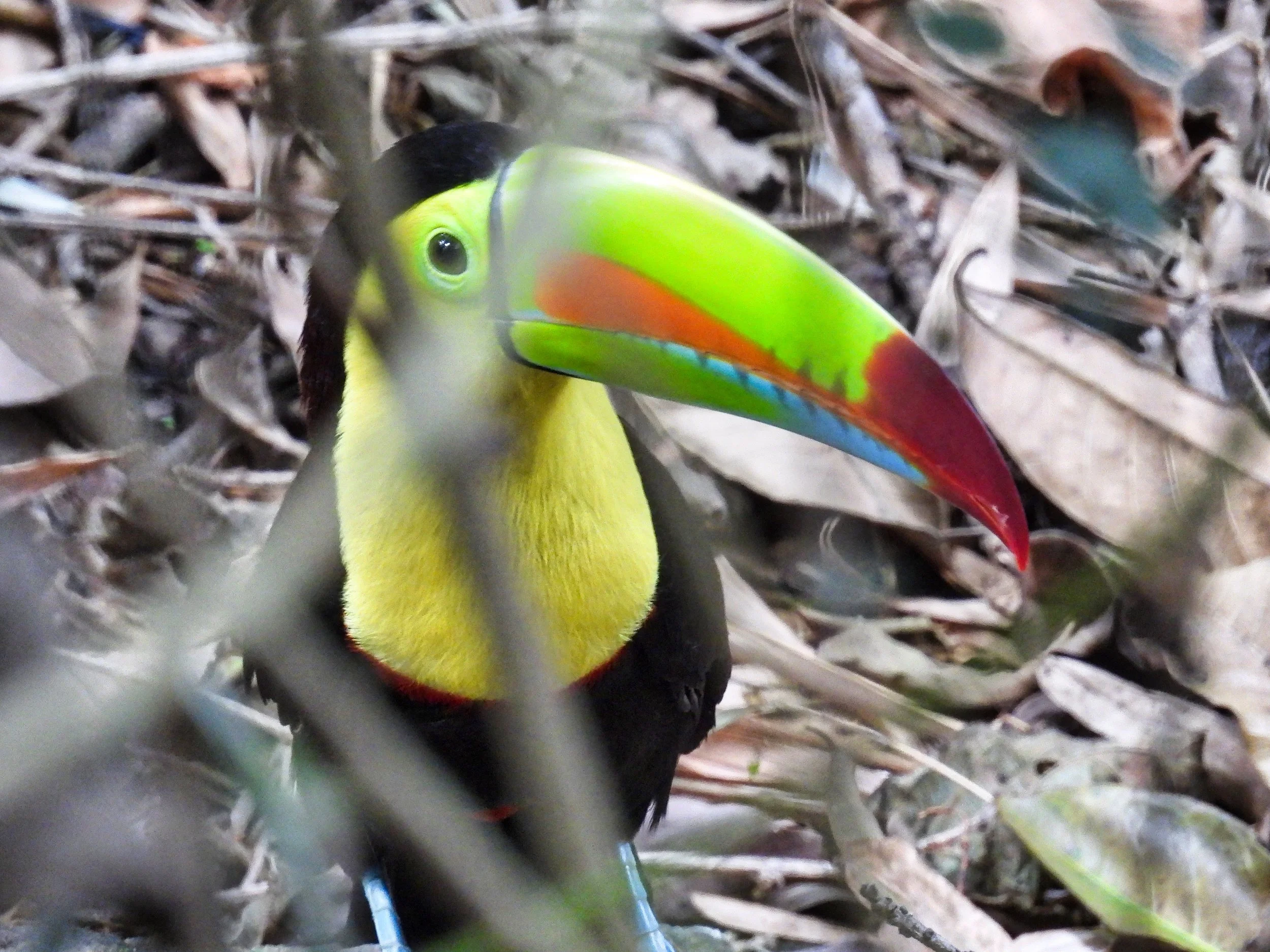 Keel-billed Toucan - ID - KBTO10