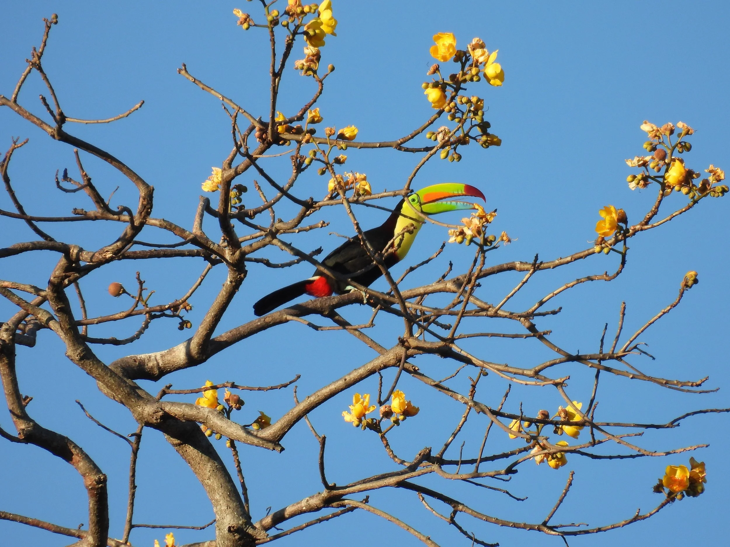Keel-billed Toucan - ID - KBTO15