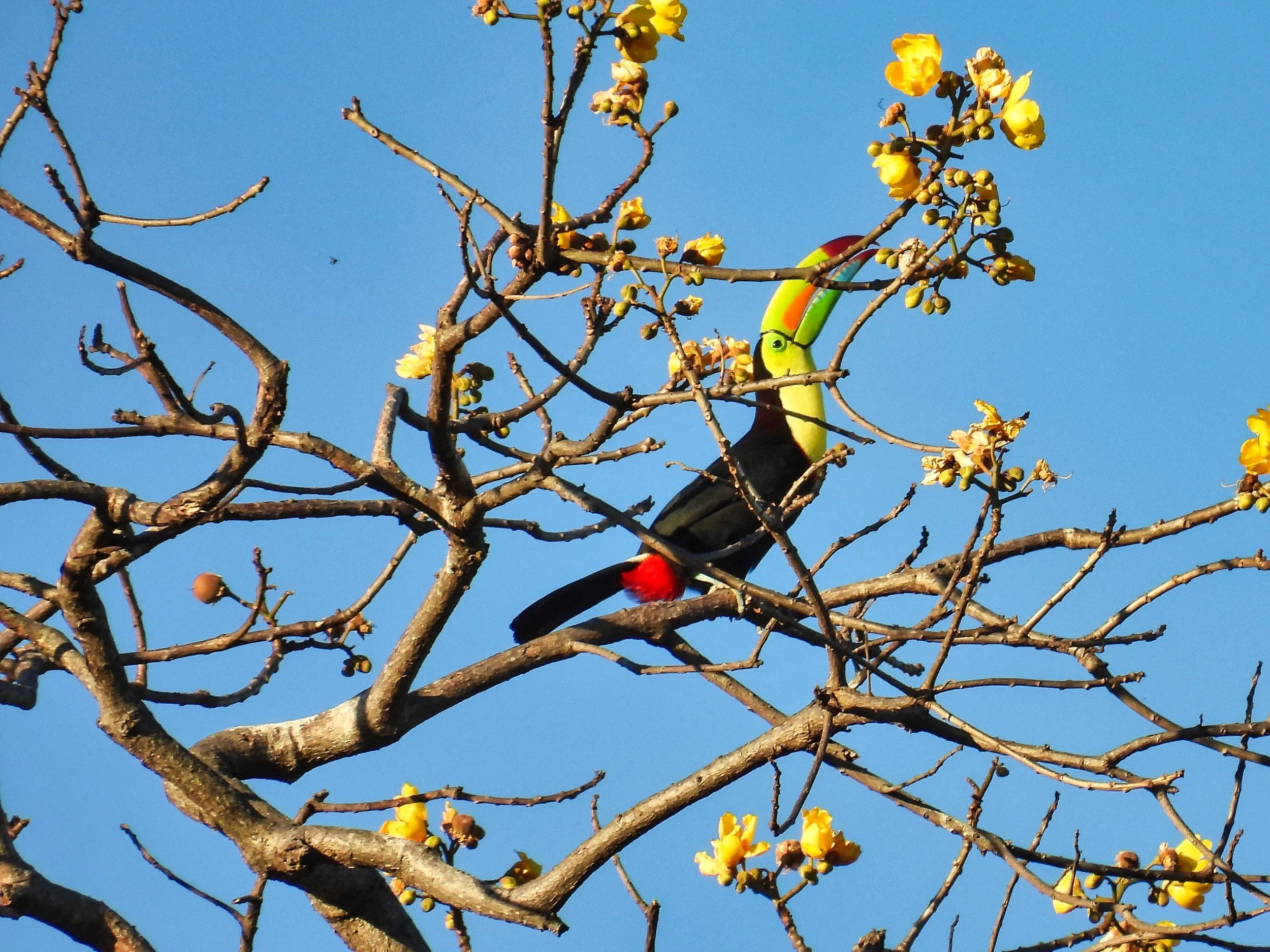 Keel-billed Toucan - ID - KBTO16