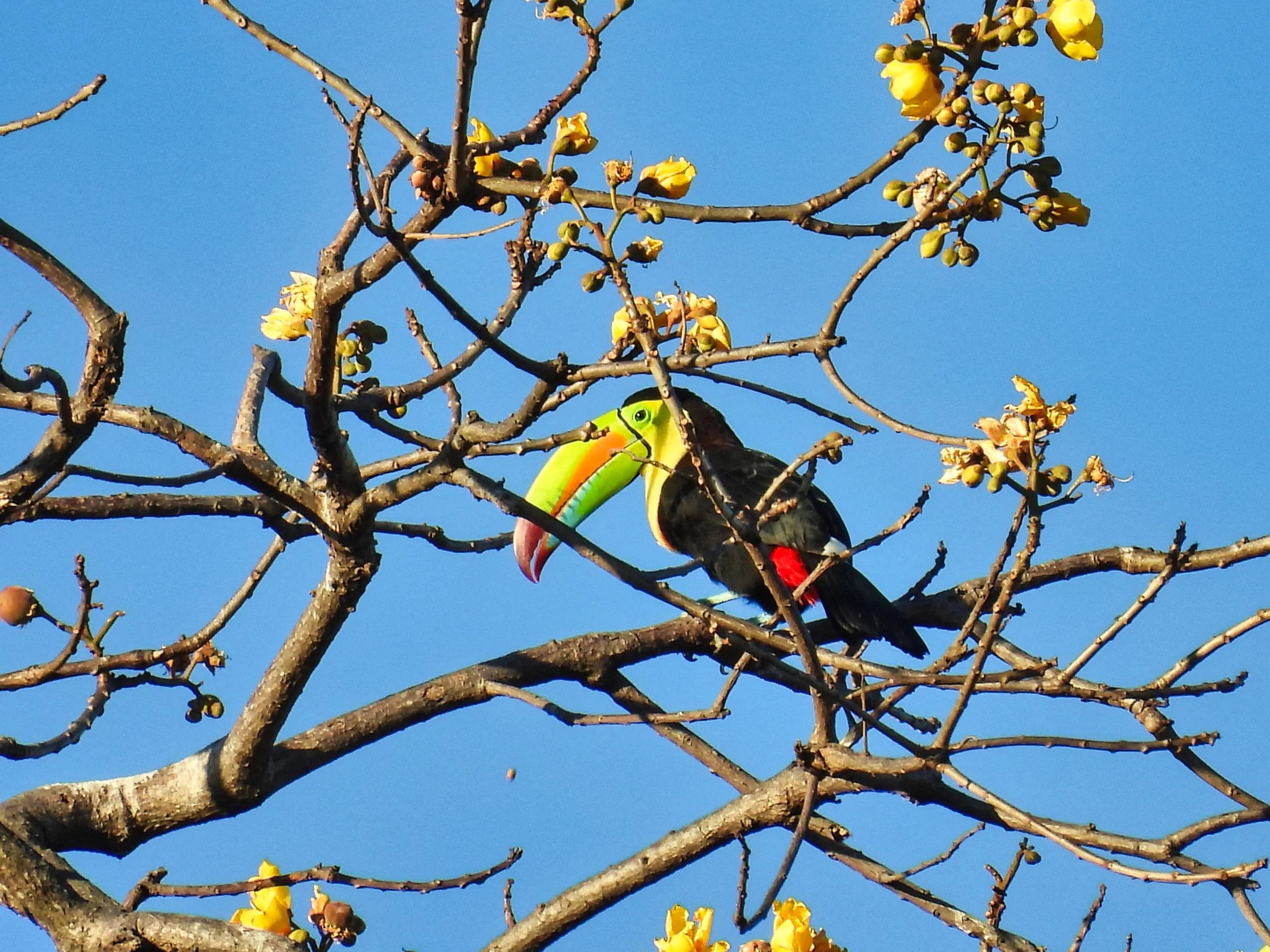 Keel-billed Toucan - ID - KBTO19
