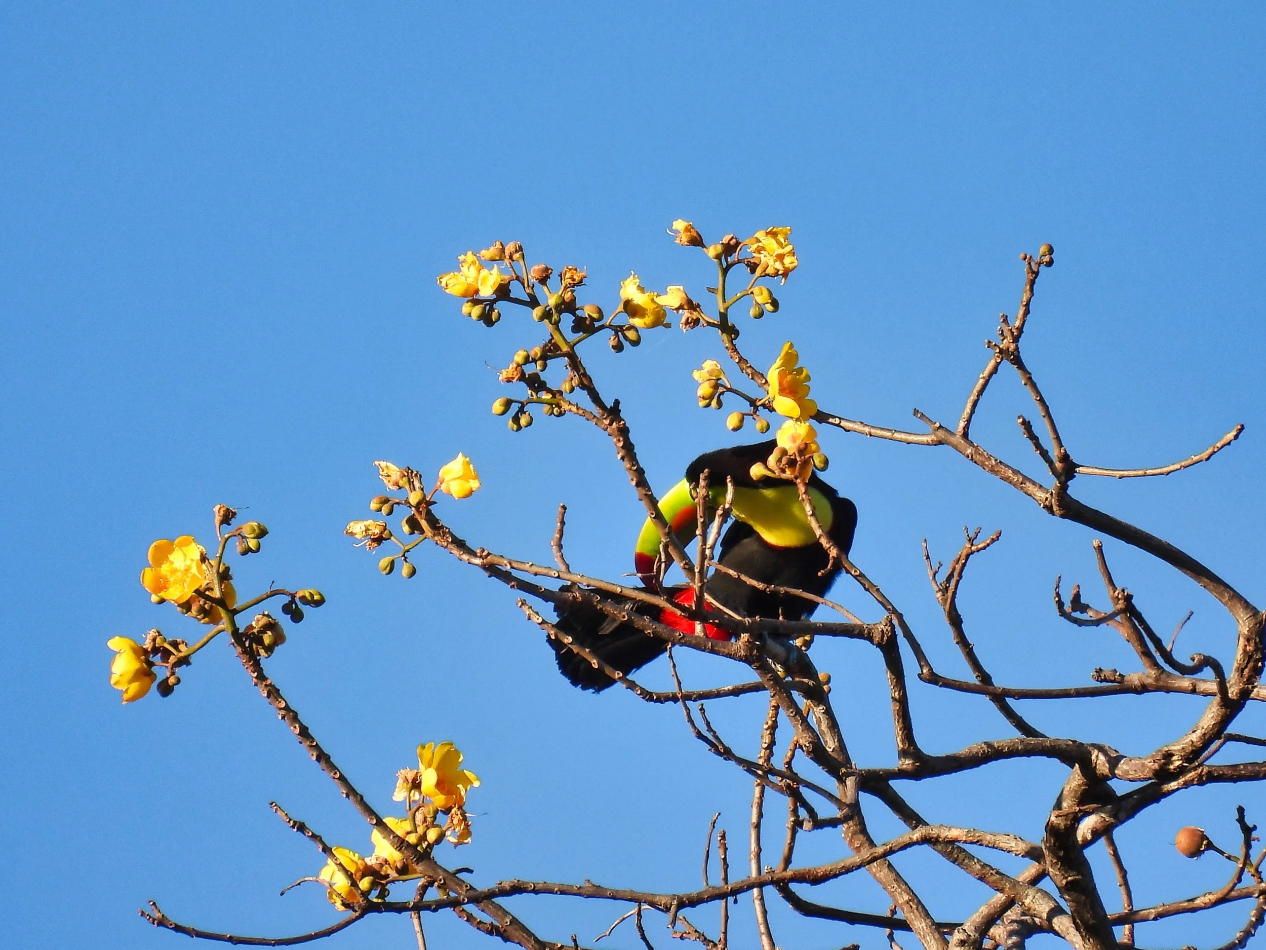 Keel-billed Toucan - ID - KBTO33