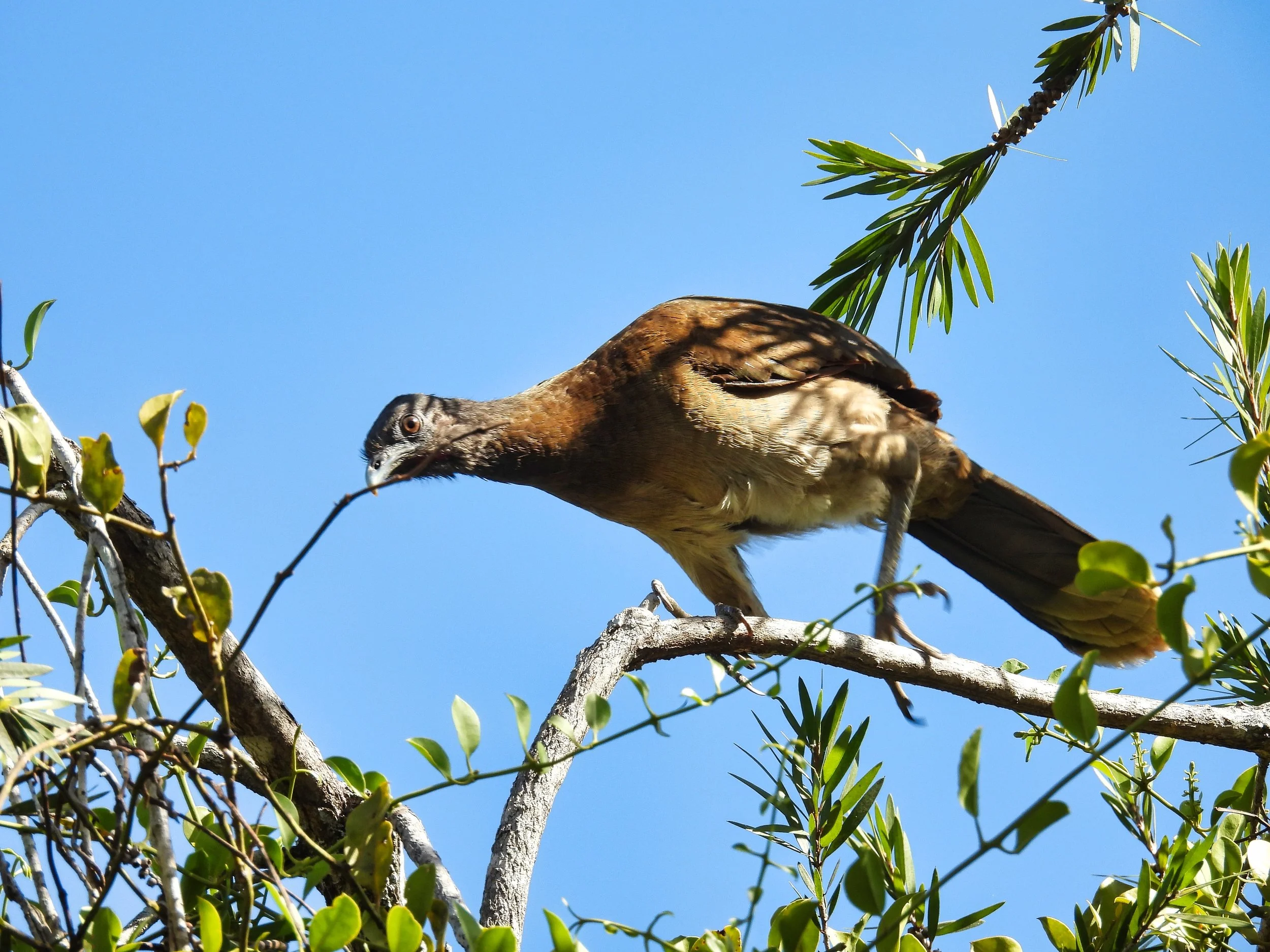 Gray-headed Chachalaca - ID - CHEC21